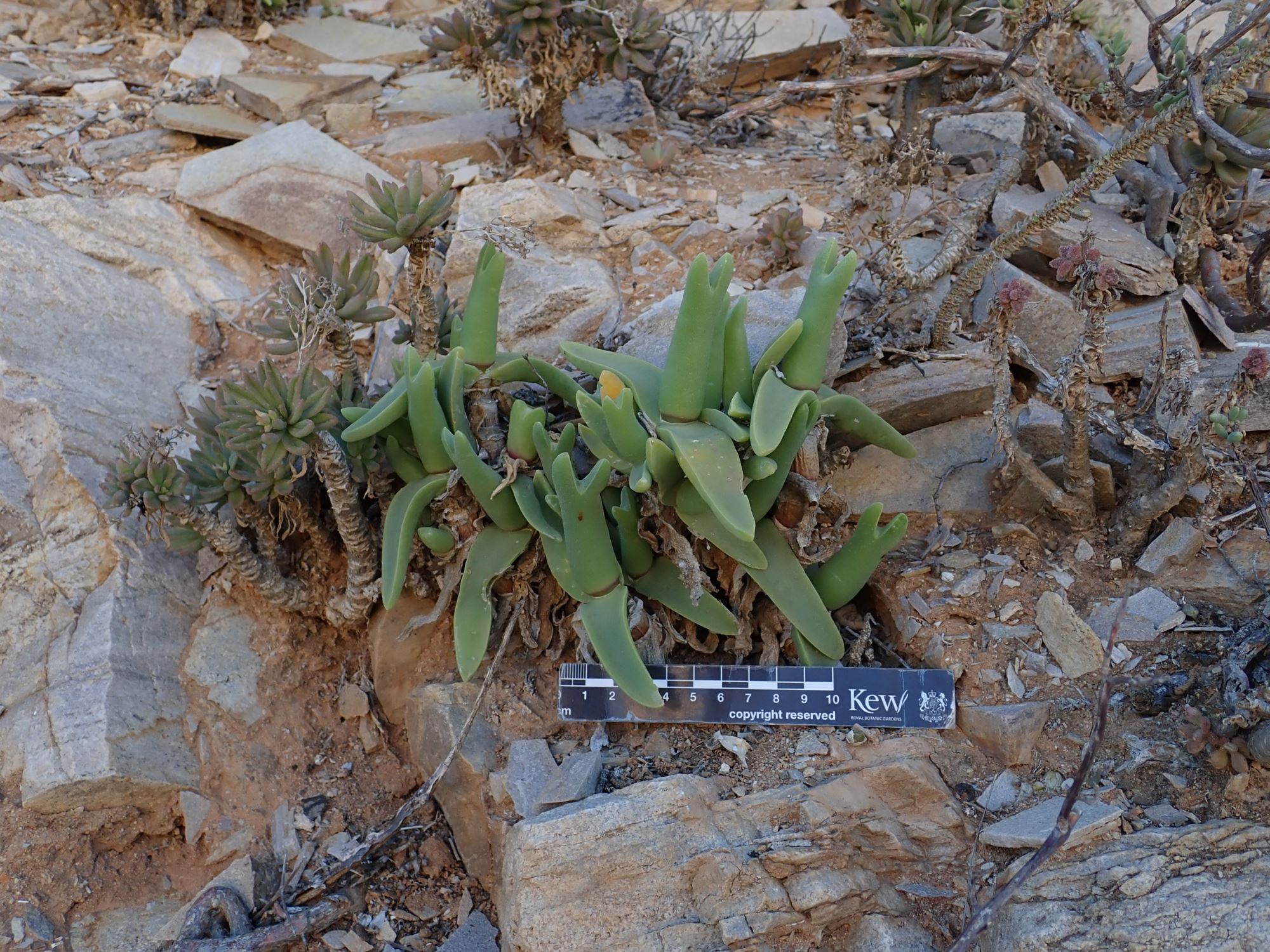 Image of Mitrophyllum mitratum