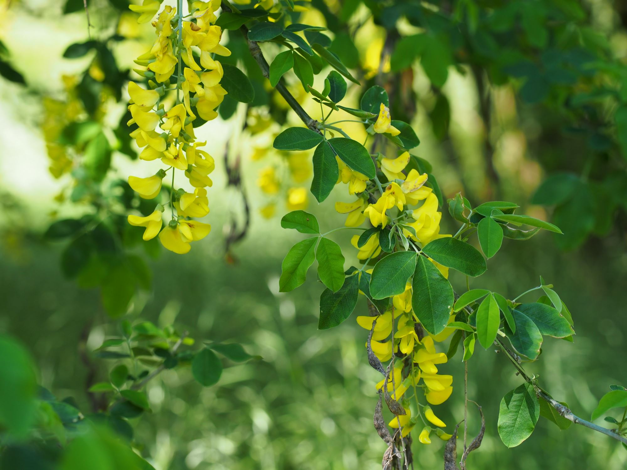 Image of Laburnum anagyroides