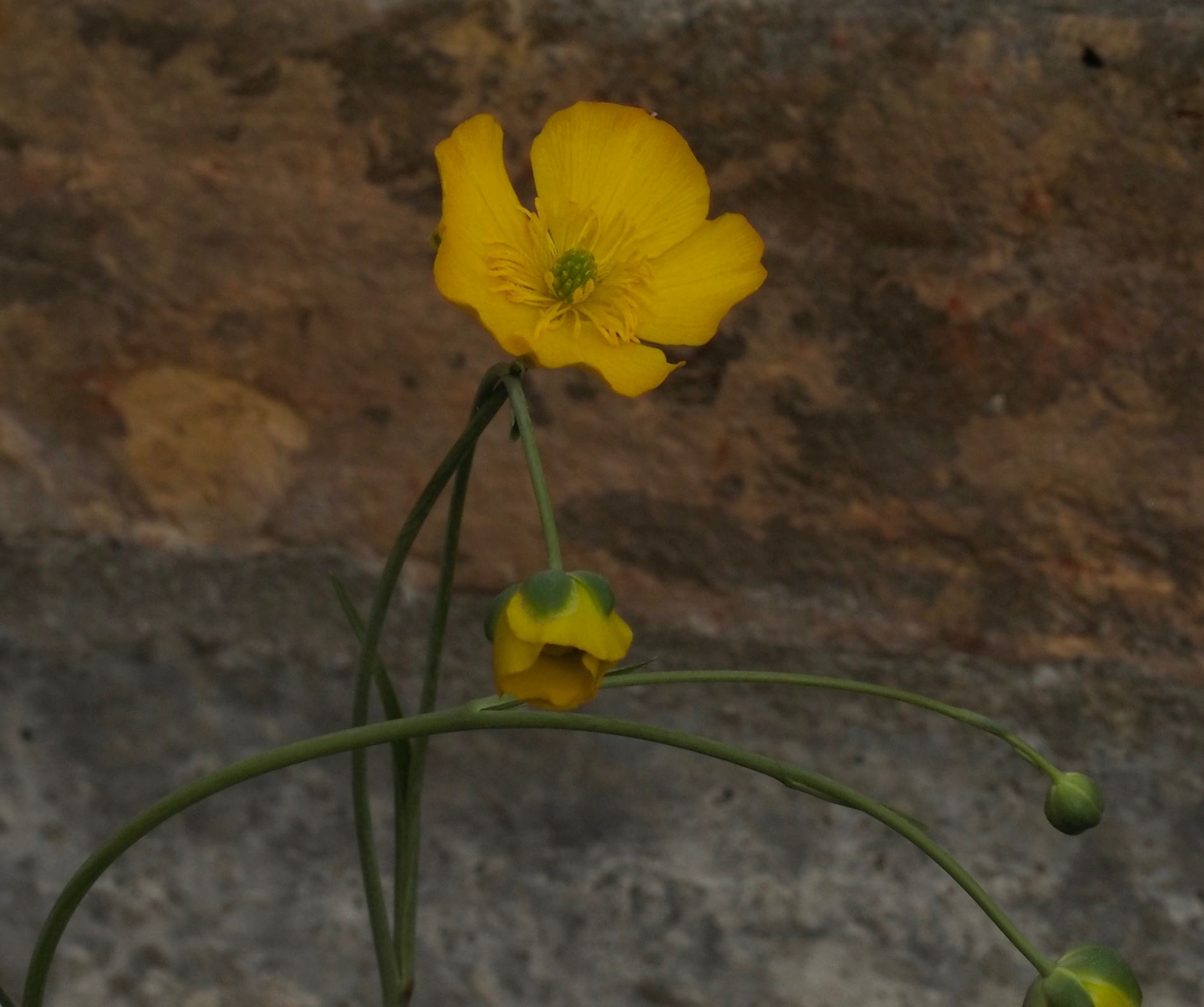 Image of Ranunculus gramineus