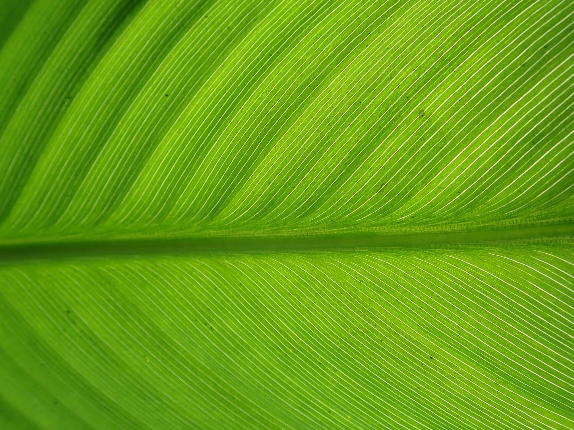 Image of Canna indica