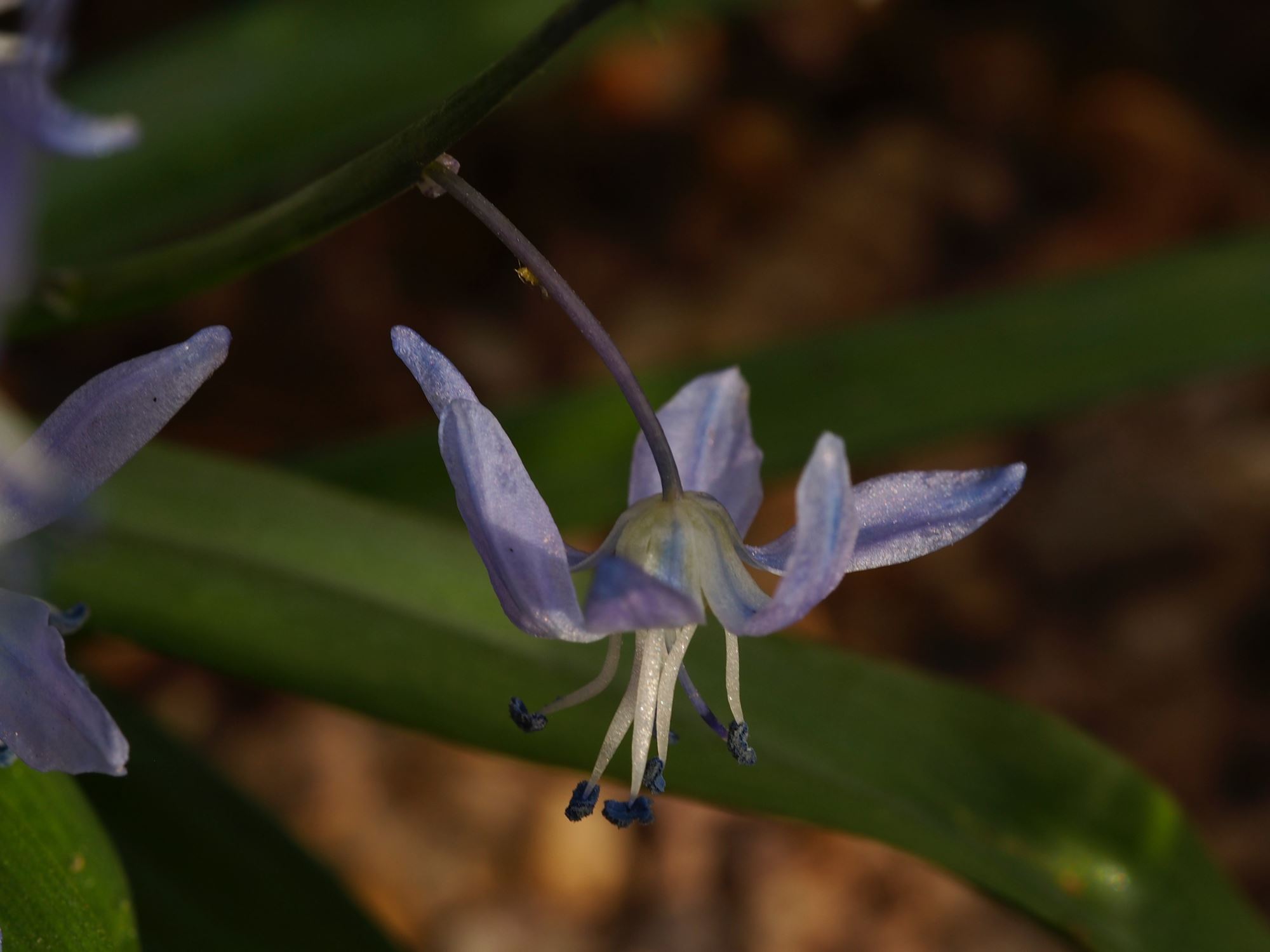 Image of Scilla cilicica