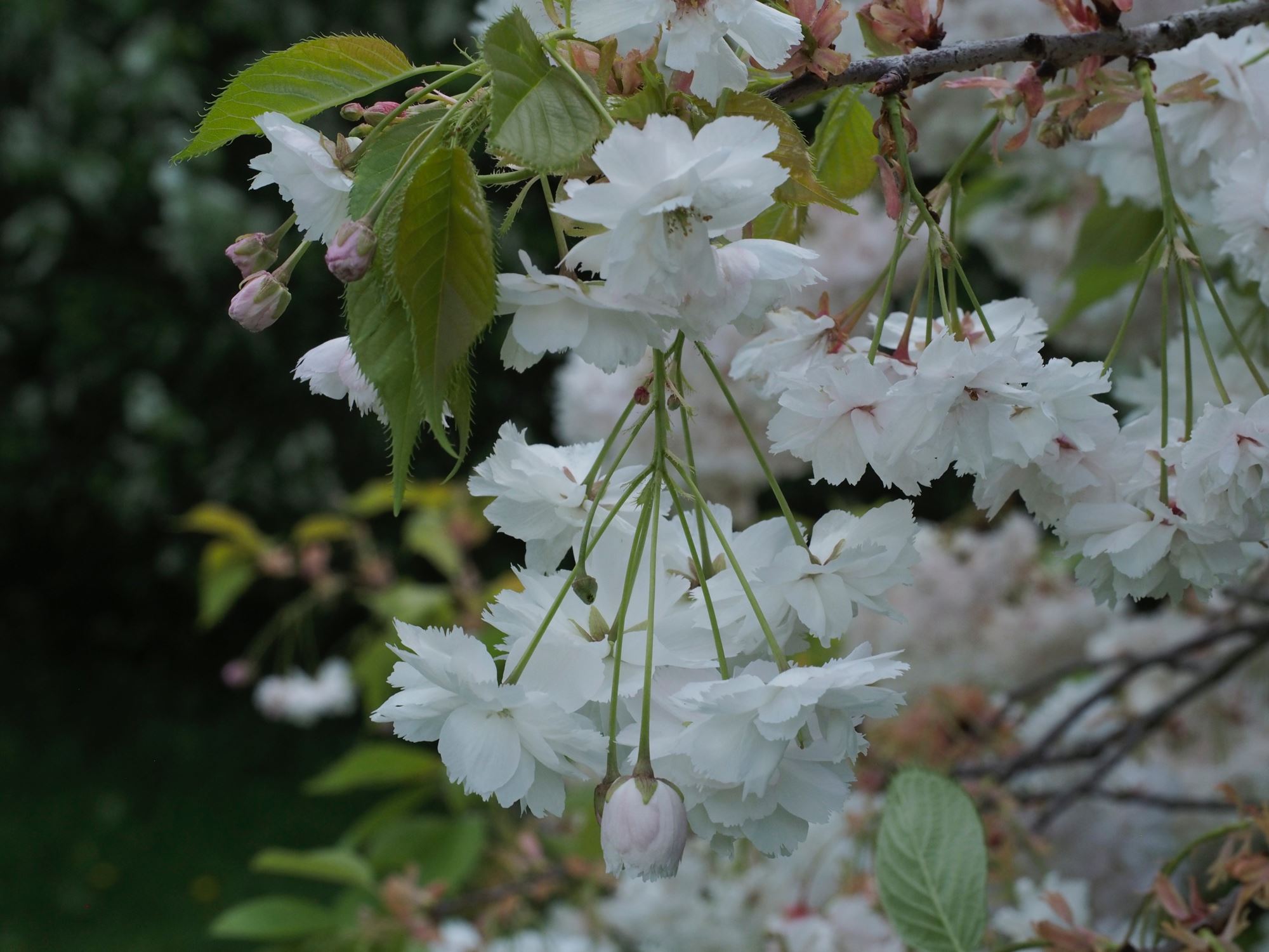 Image of Prunus 'Shogetsu'