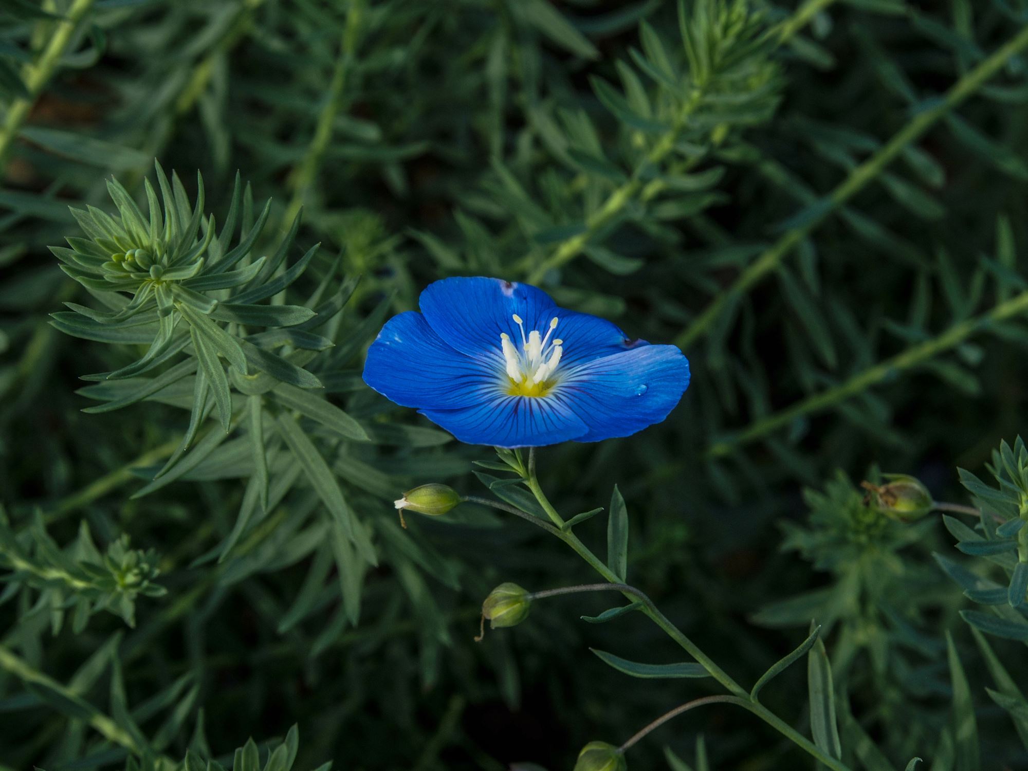 Image of Linum perenne