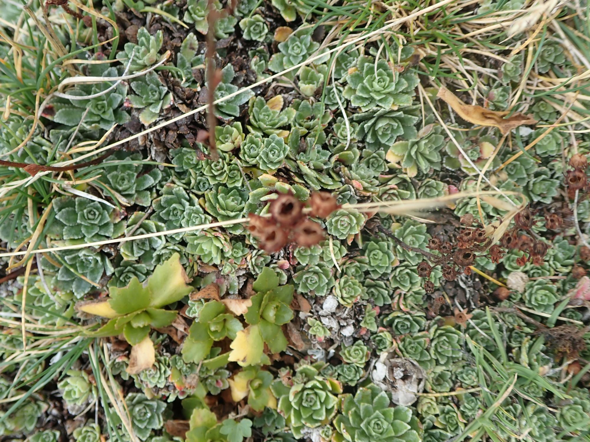 Image of Saxifraga paniculata