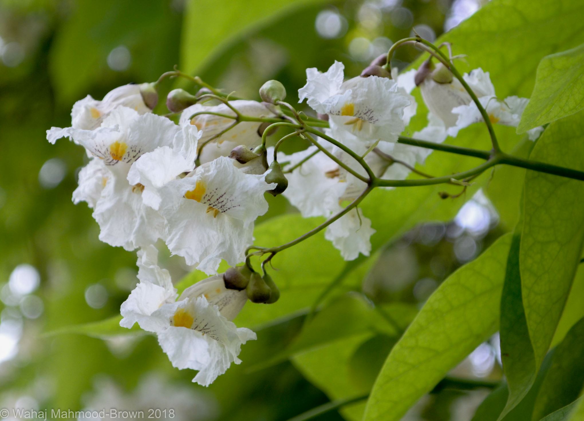 Image of Catalpa speciosa
