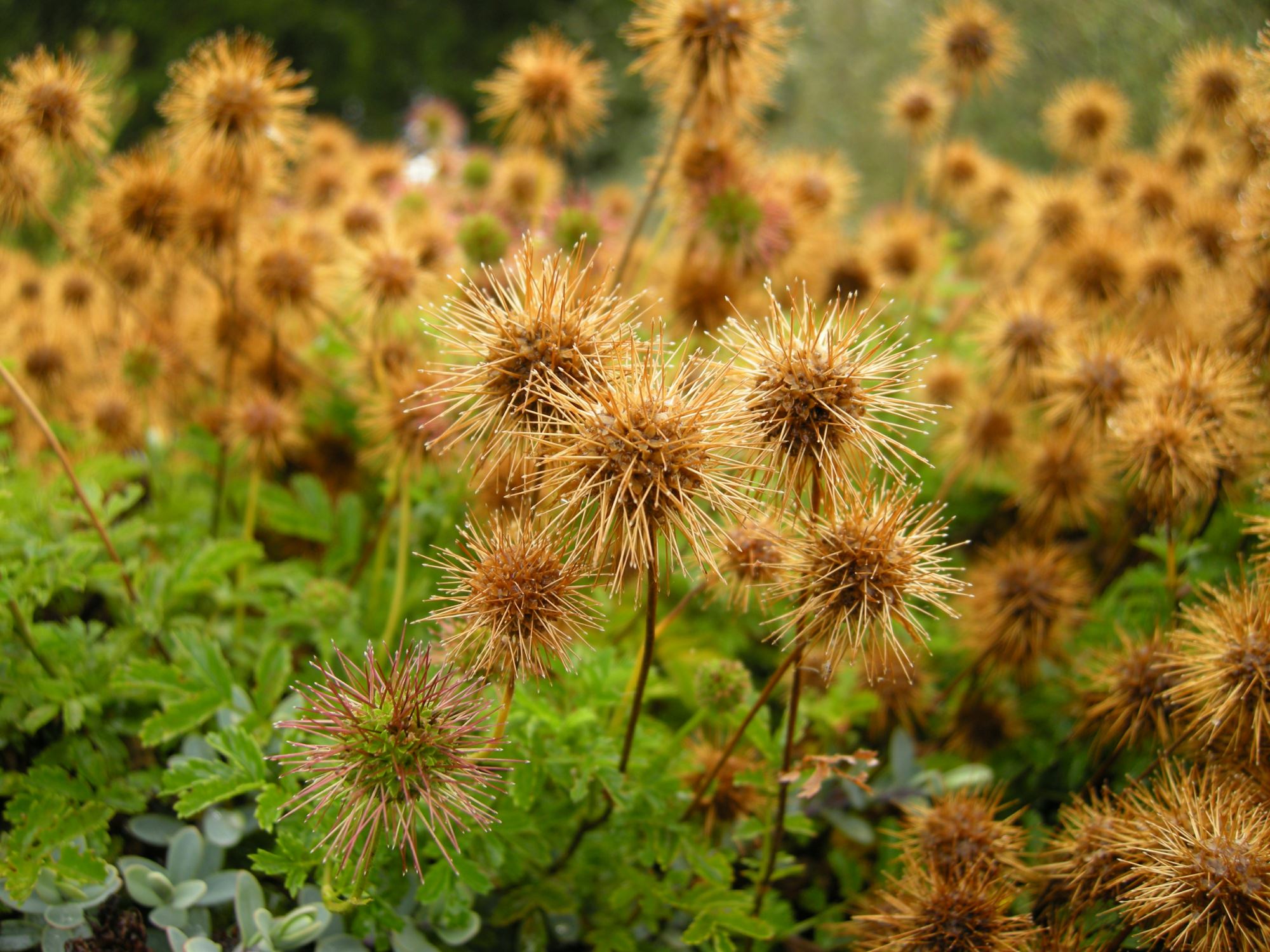 Image of Acaena novae-zelandiae
