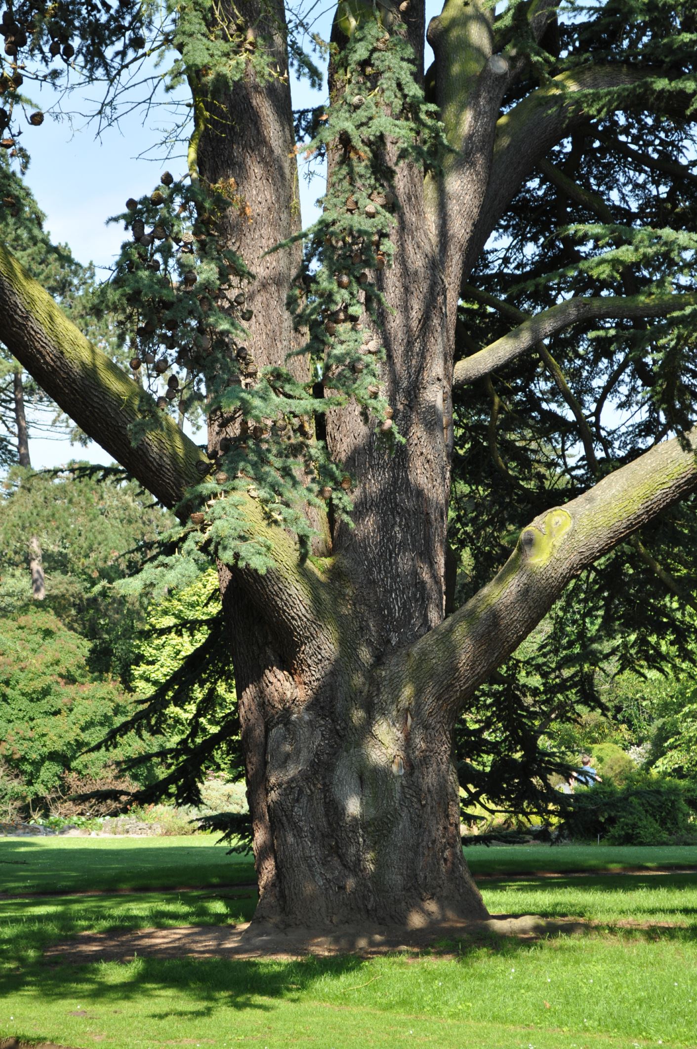 Image of Cedrus libani