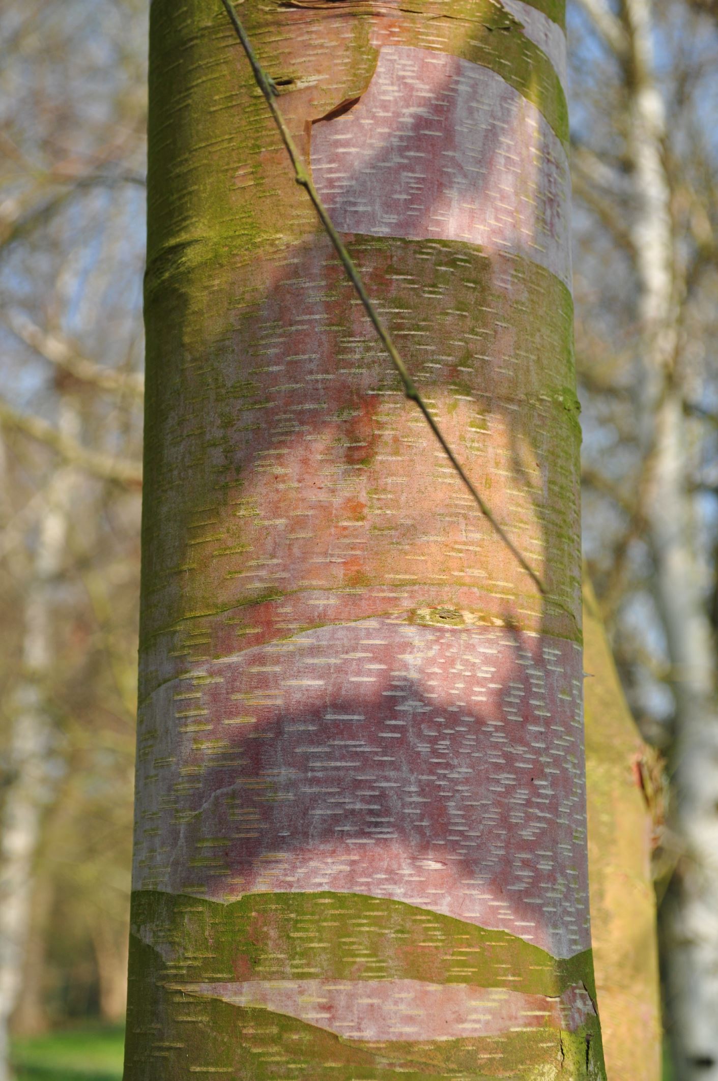Image of Betula utilis subsp. albosinensis