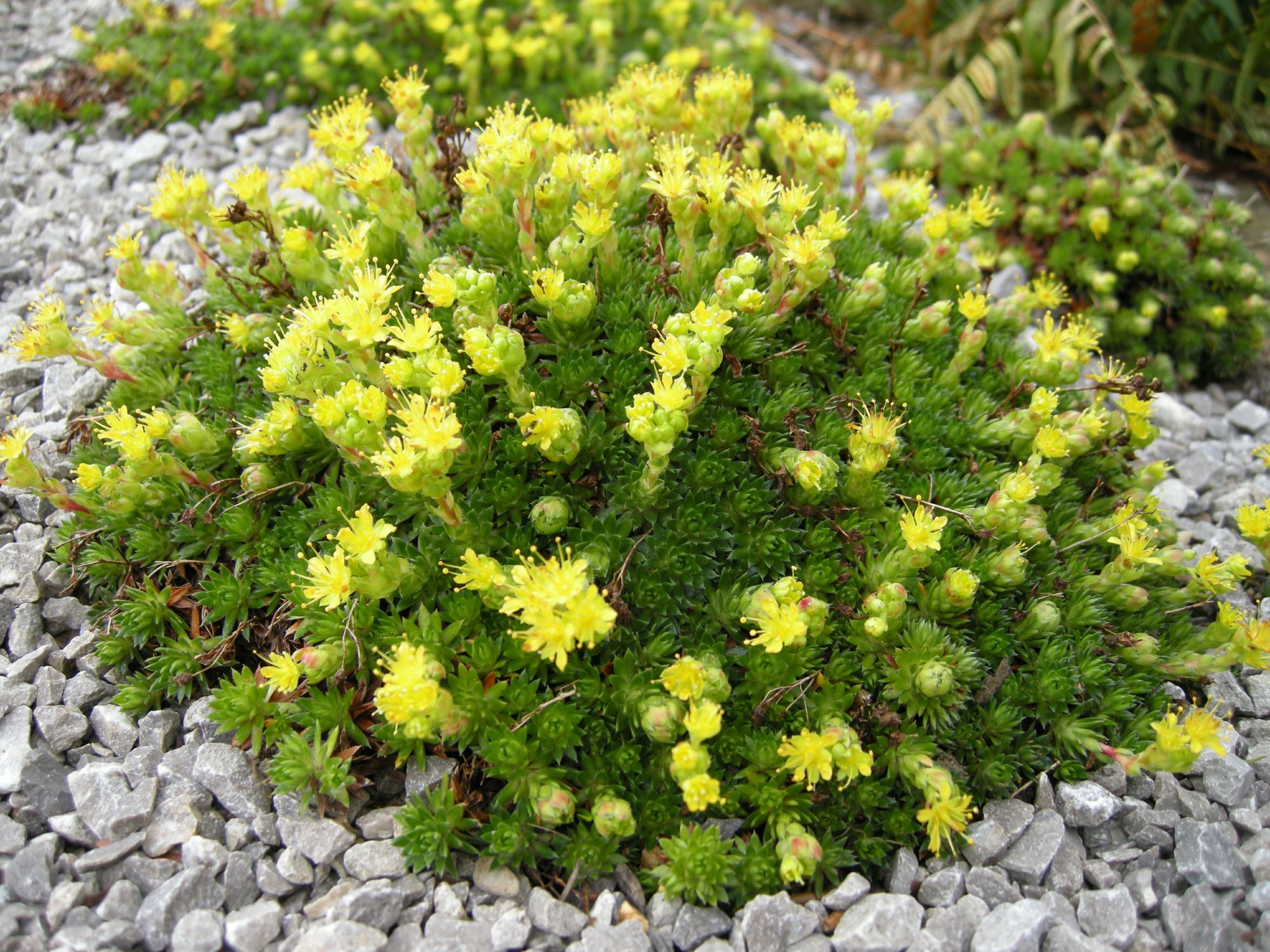 Image of Saxifraga sancta