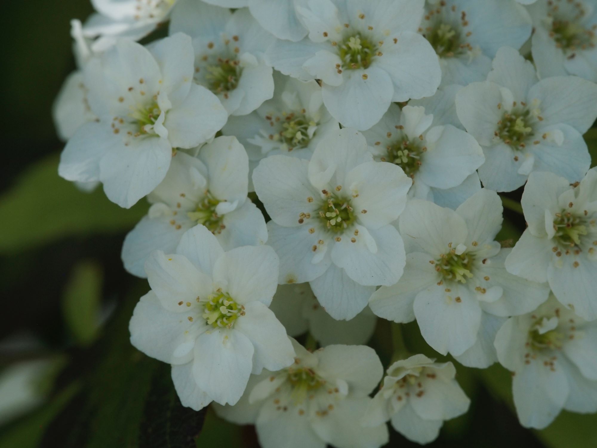 Image of Photinia davidiana