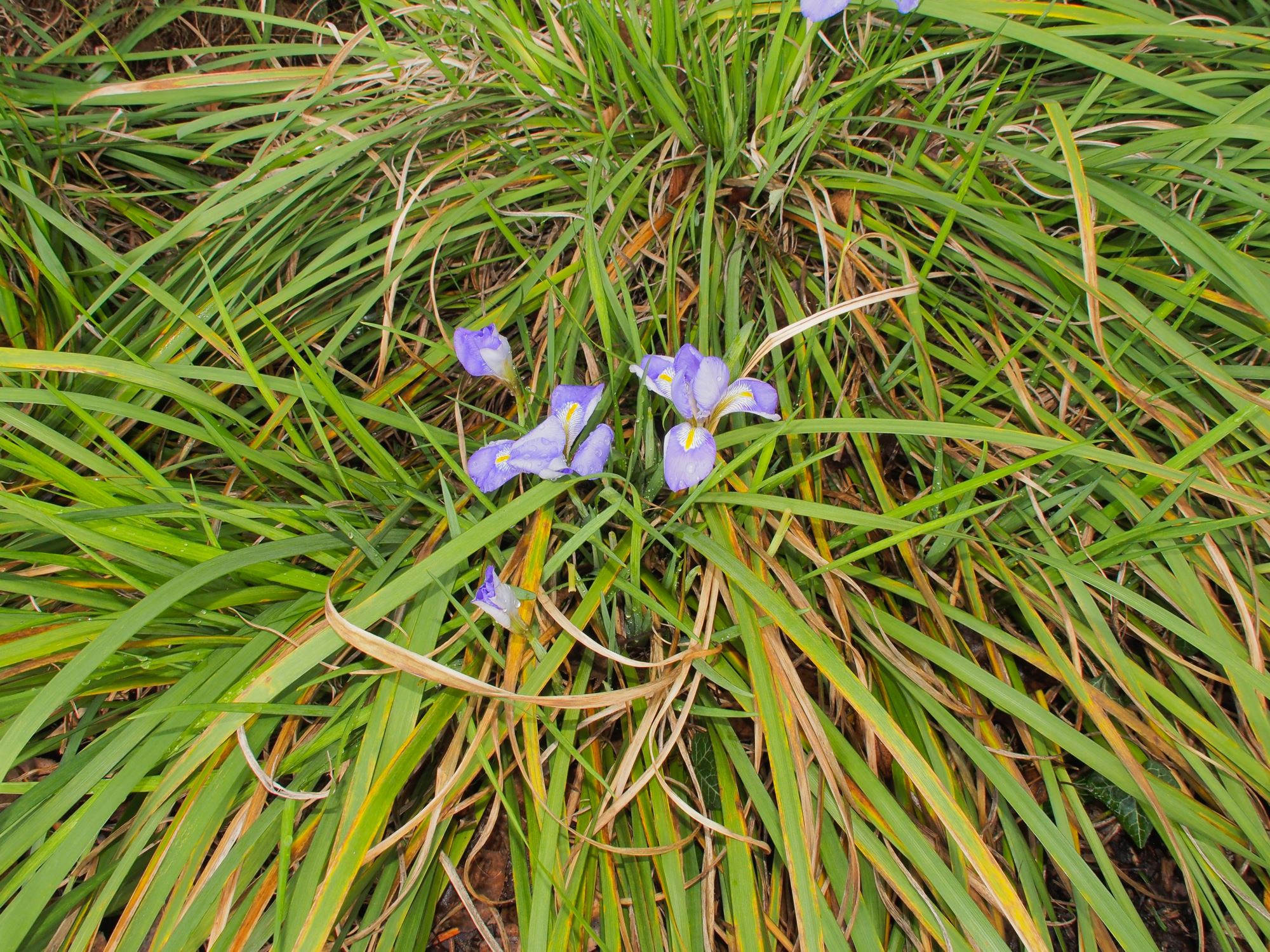 Image of Iris unguicularis