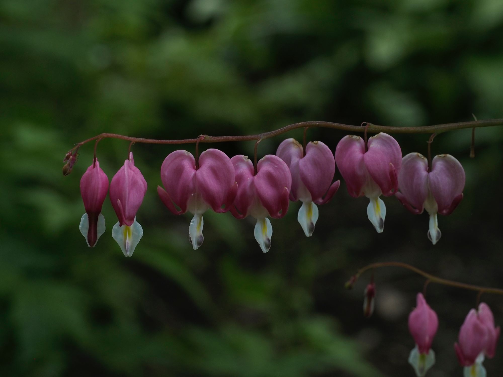 Image of Lamprocapnos spectabilis