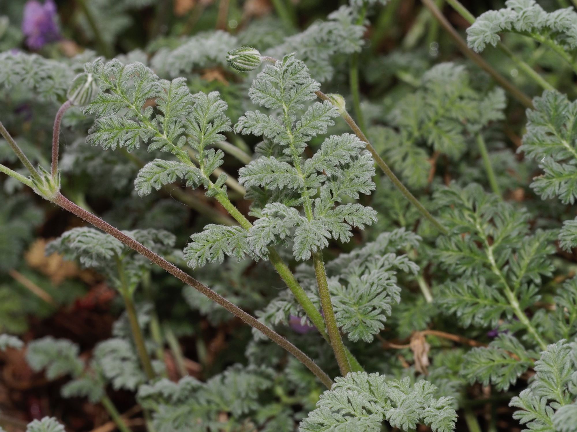 Image of Erodium 'Frans Delight'