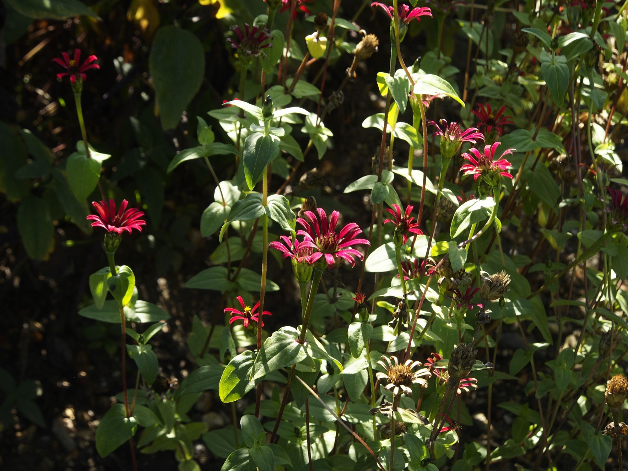 Image of Zinnia peruviana