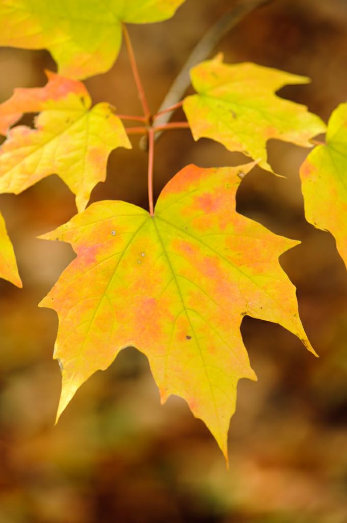 Image of Acer saccharum subsp. saccharum