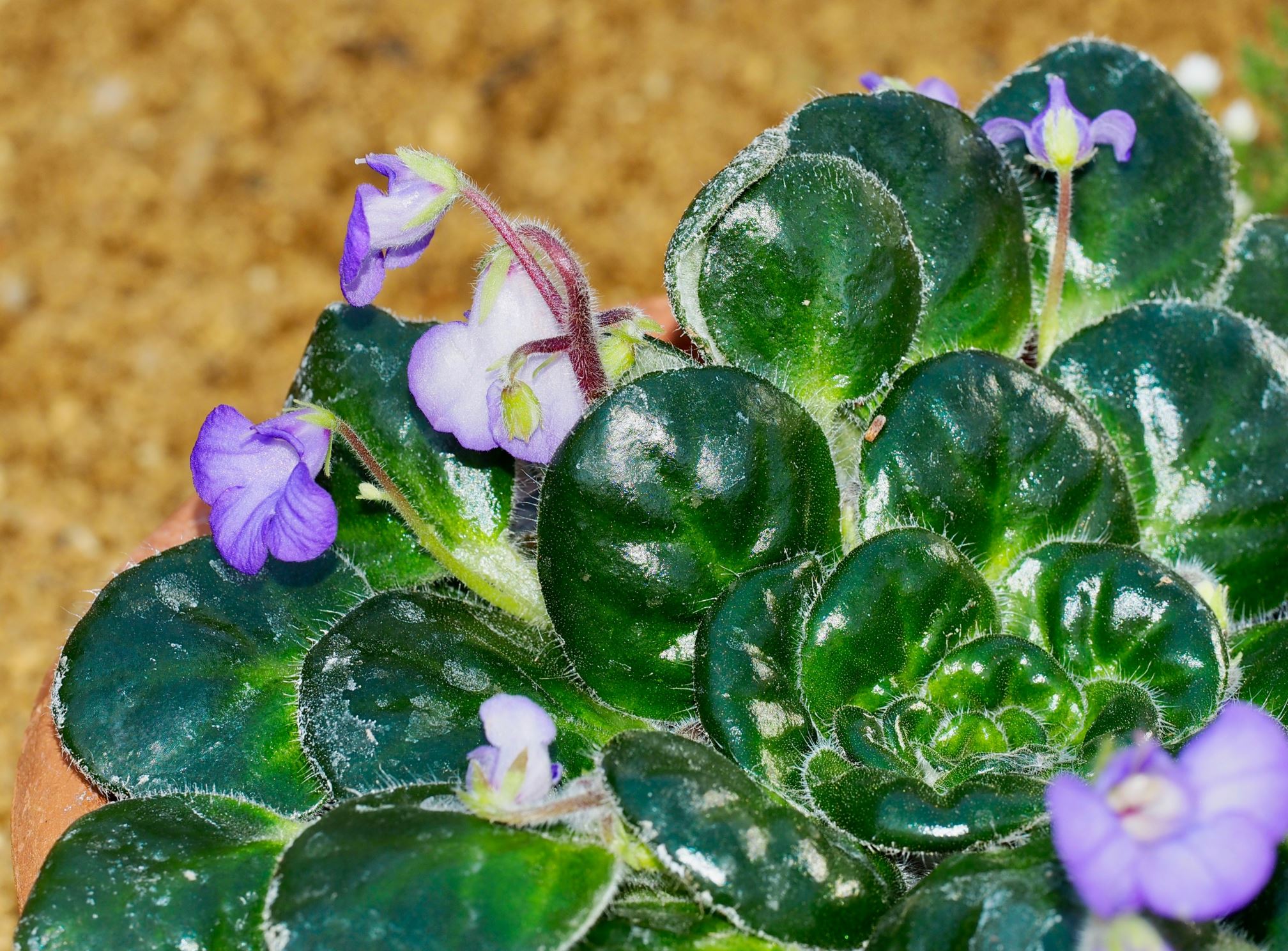 Image of Petrocosmea minor