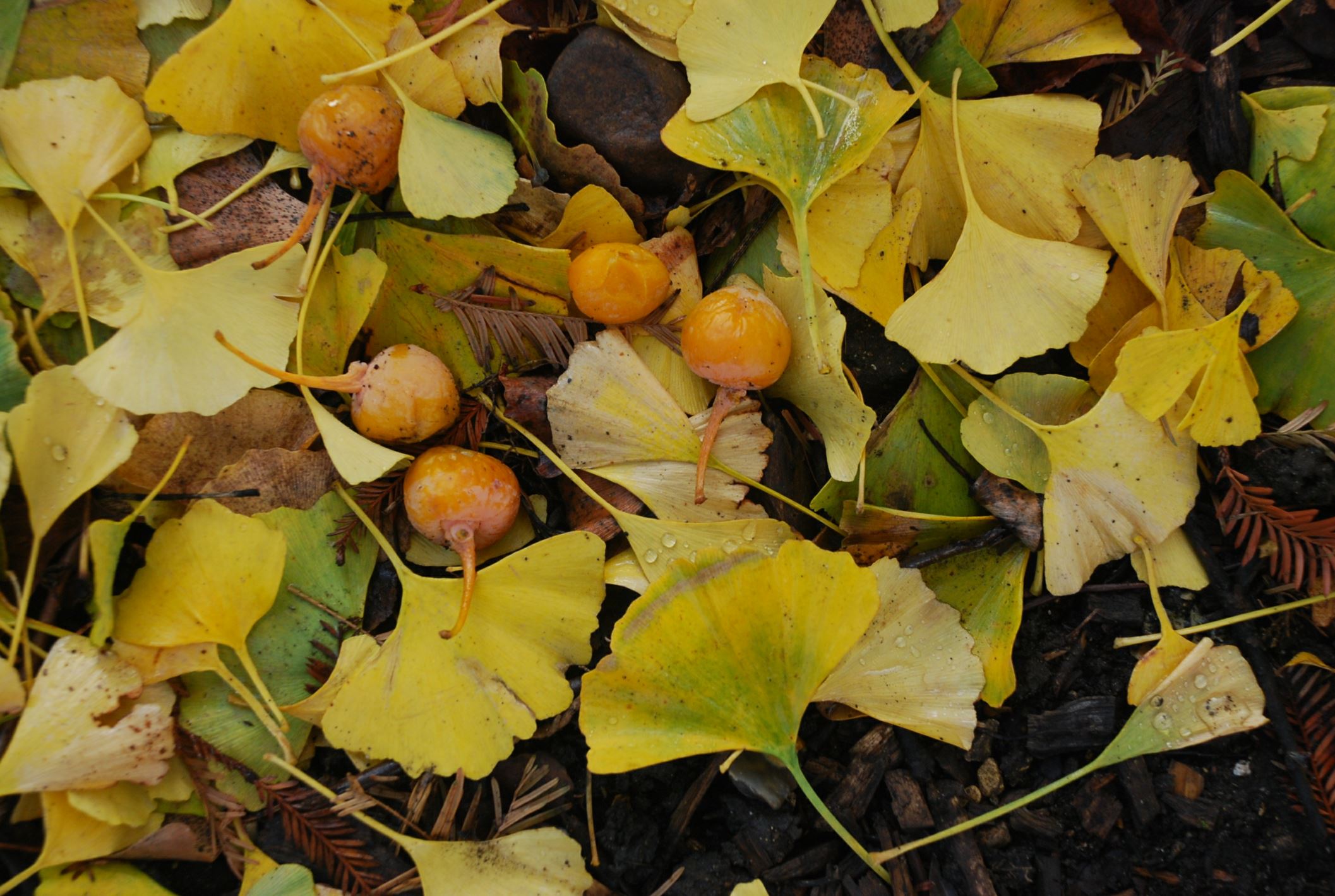 Image of Ginkgo biloba