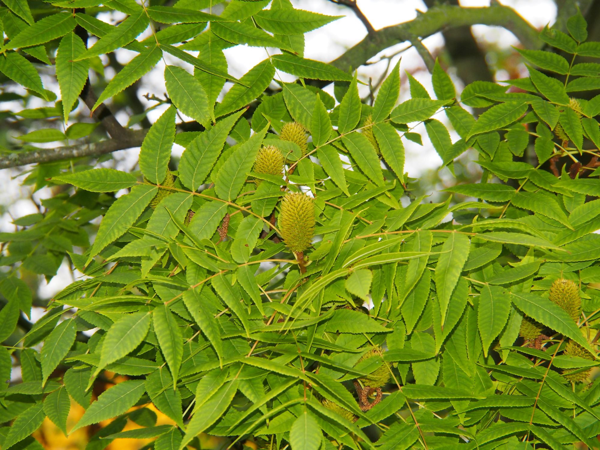 Image of Platycarya strobilacea