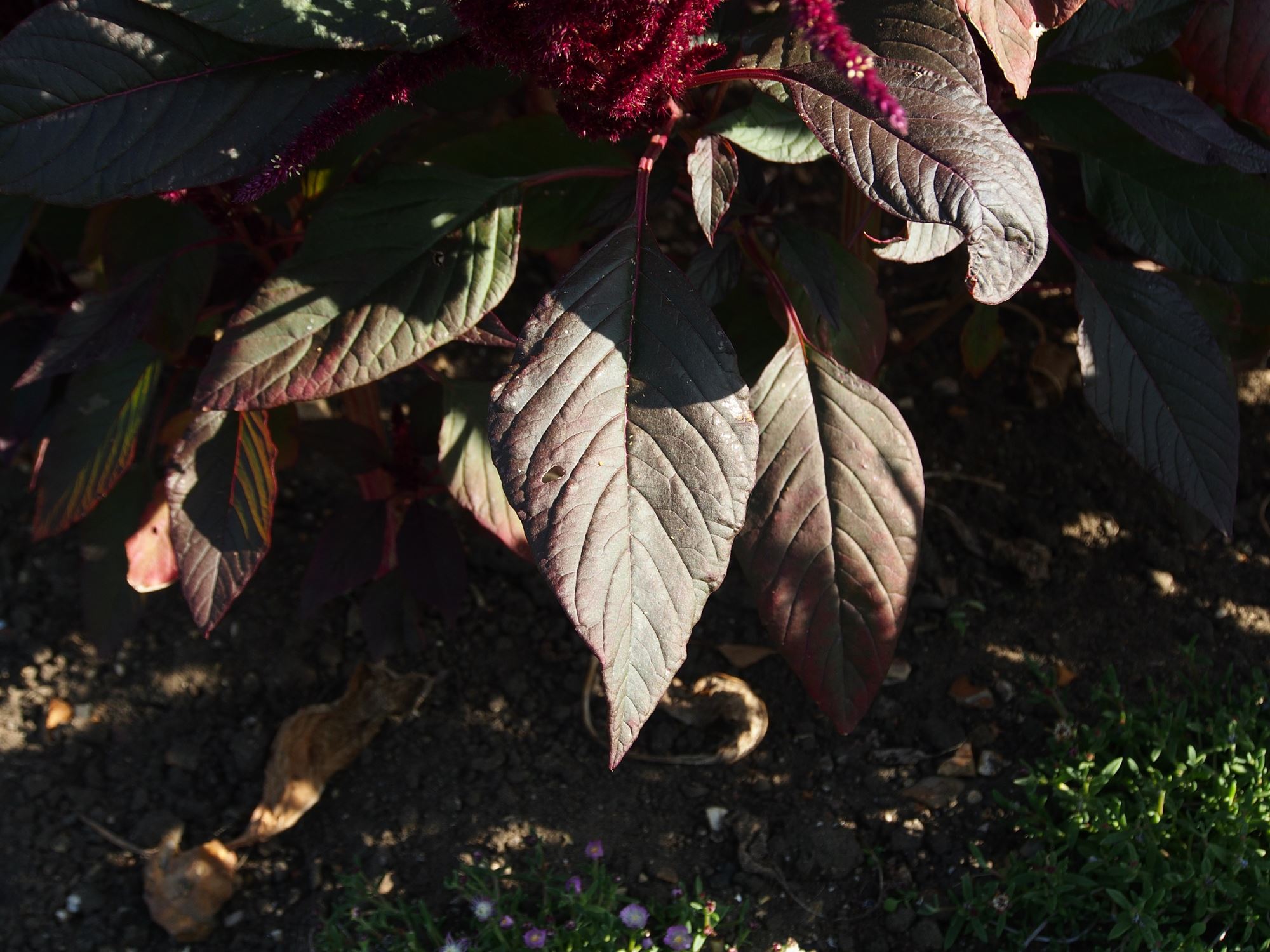 Image of Amaranthus cruentus 'Oeschberg'