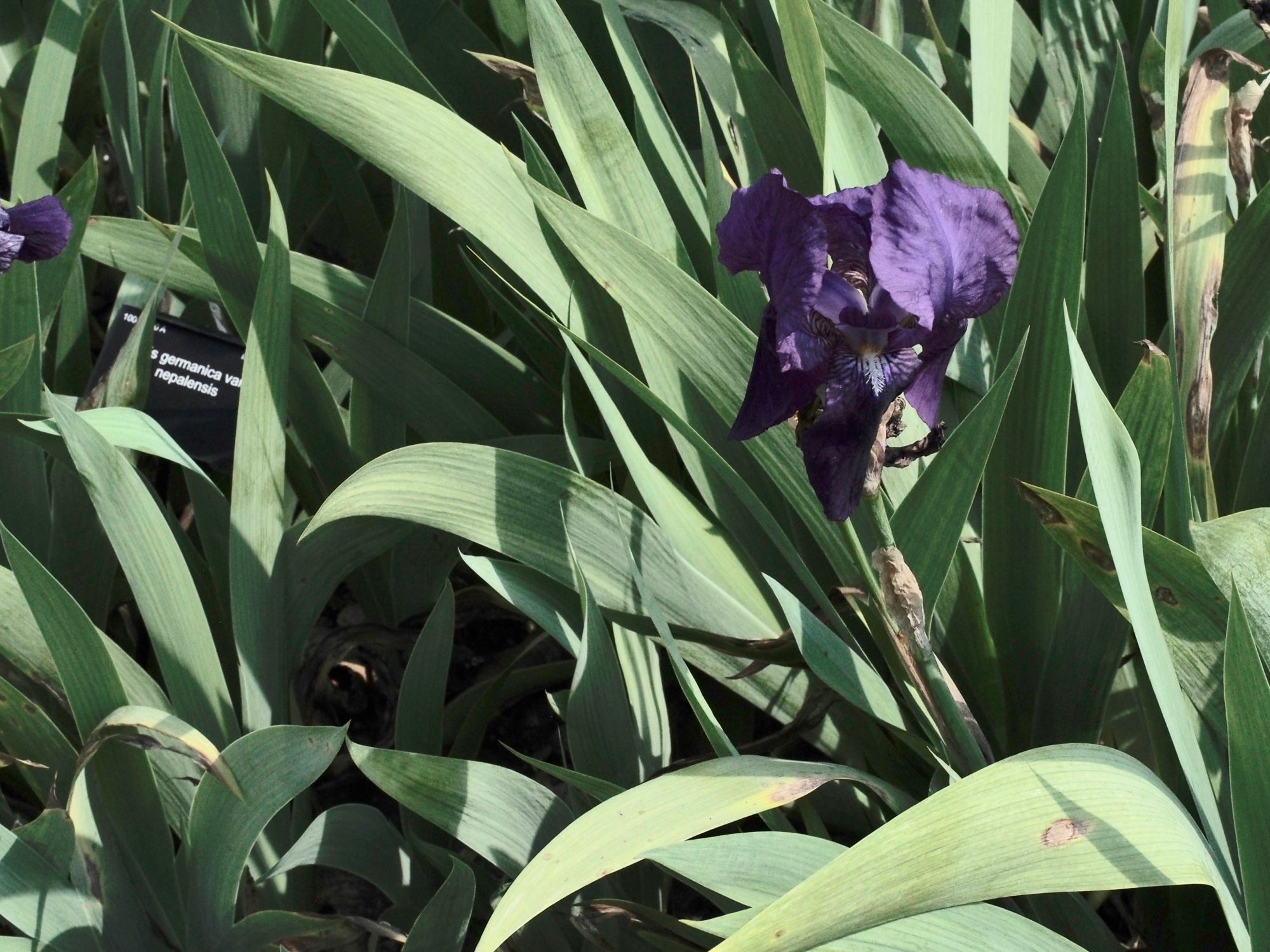 Image of Iris germanica