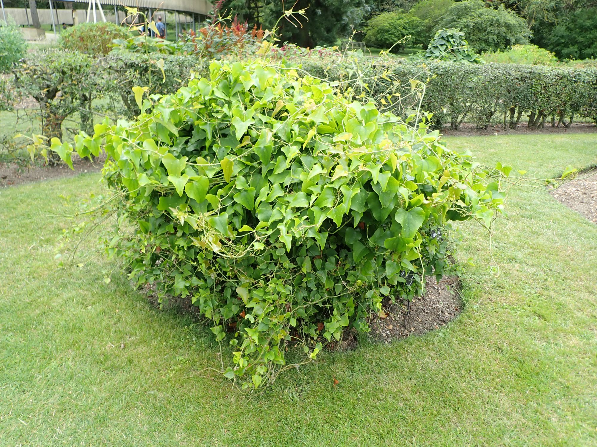 Image of Smilax cantab
