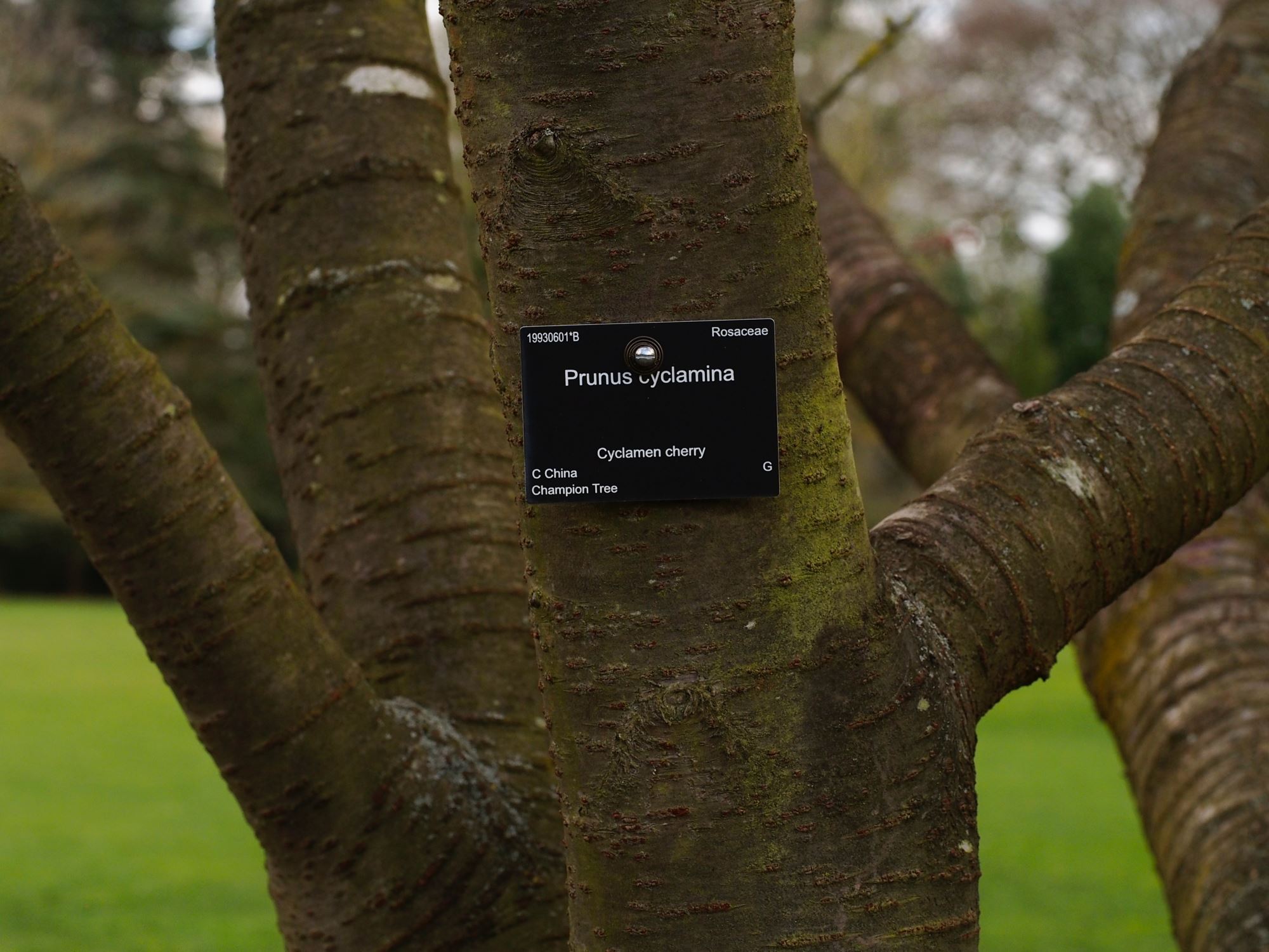 Image of Prunus cyclamina