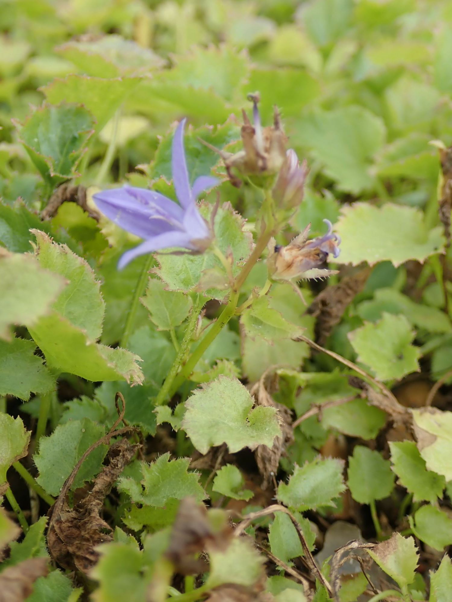 Image of Campanula poscharskyana