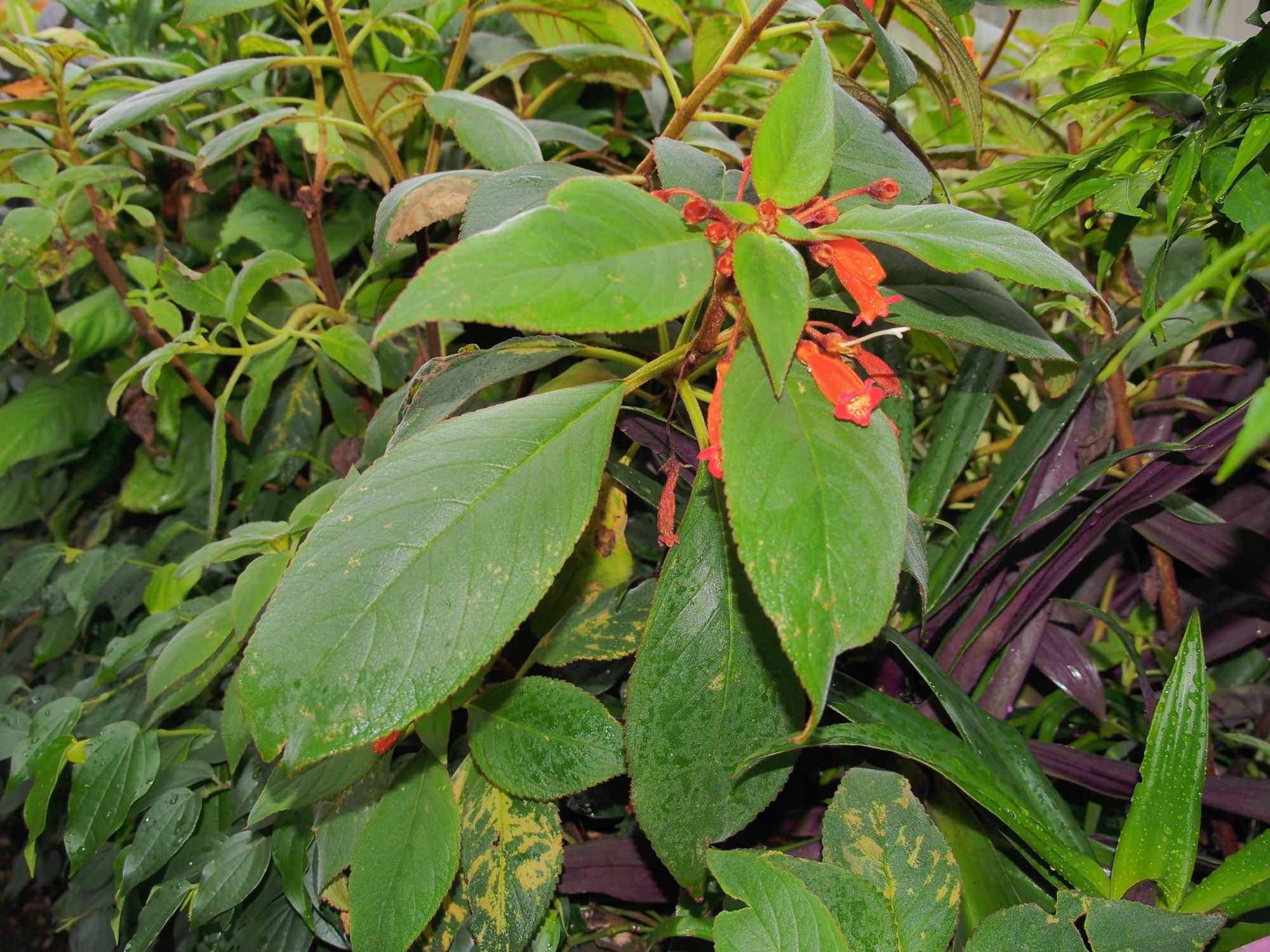 Image of Kohleria eriantha