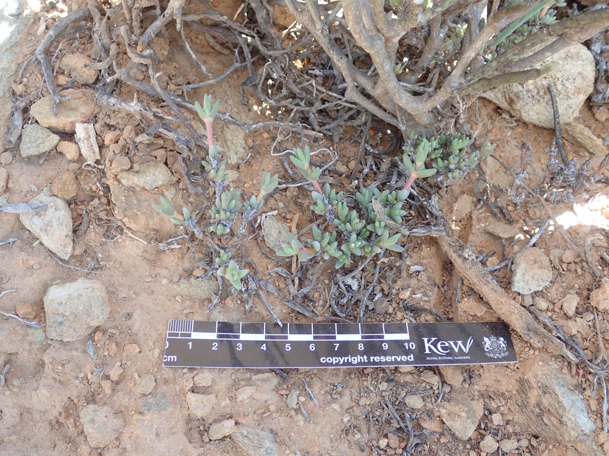 Image of Antimima sp.