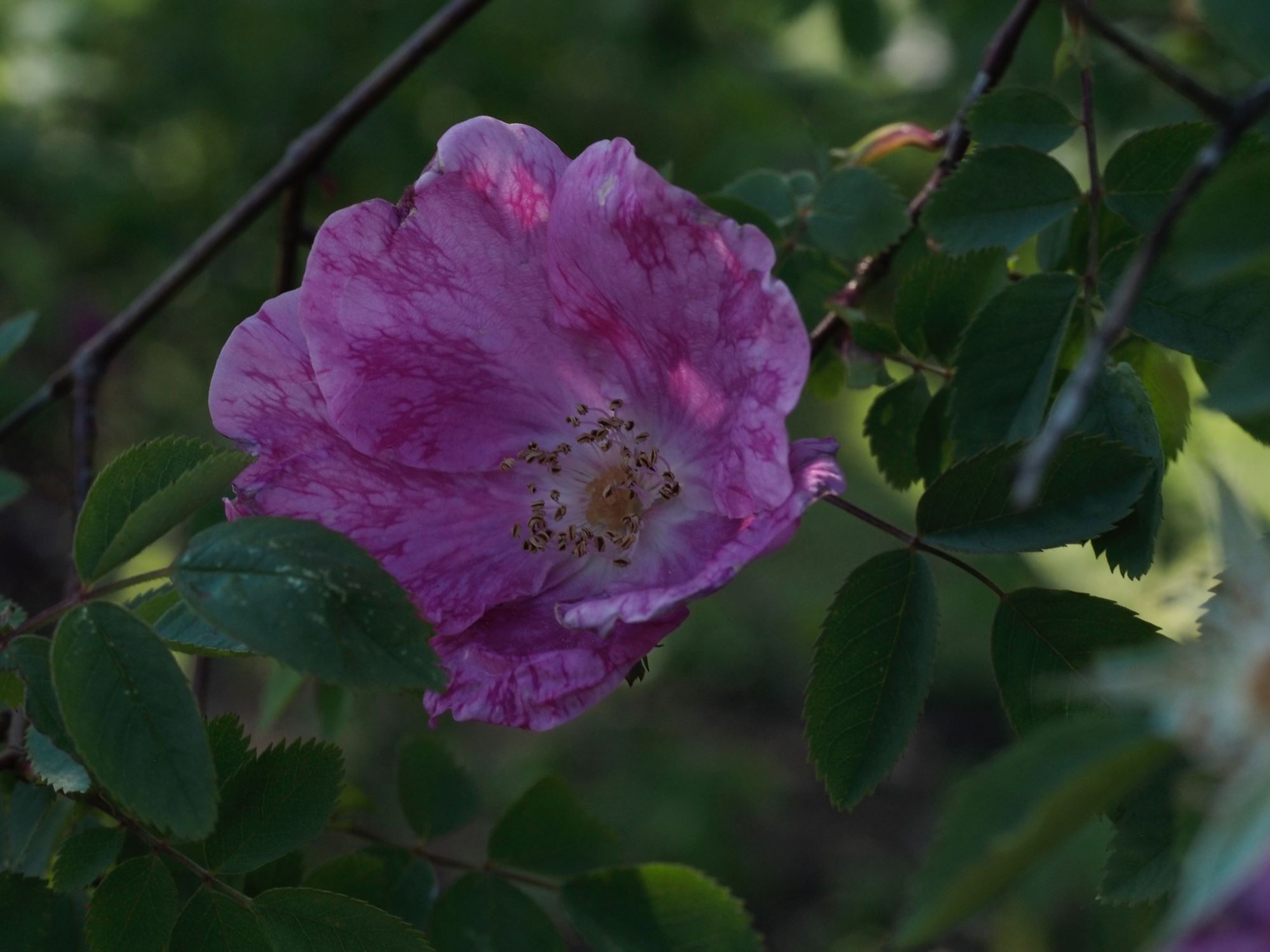 Image of Rosa 'Cantab'