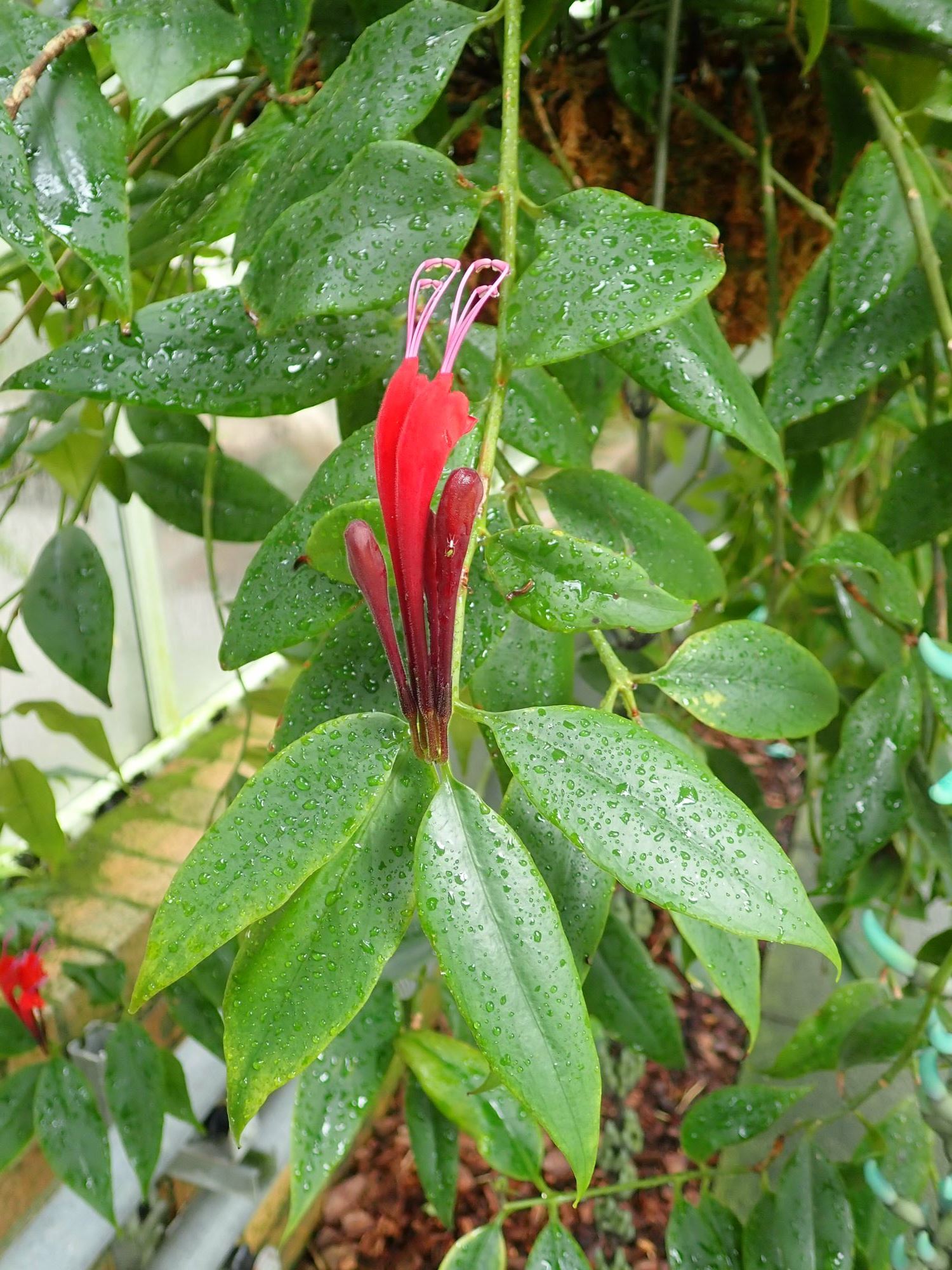 Image of Aeschynanthus longiflorus