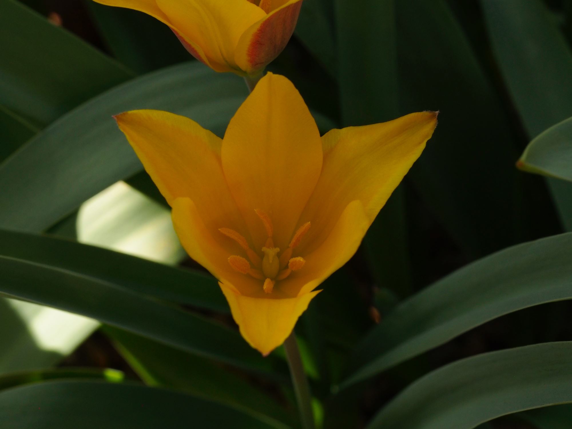 Image of Tulipa kolpakowskiana