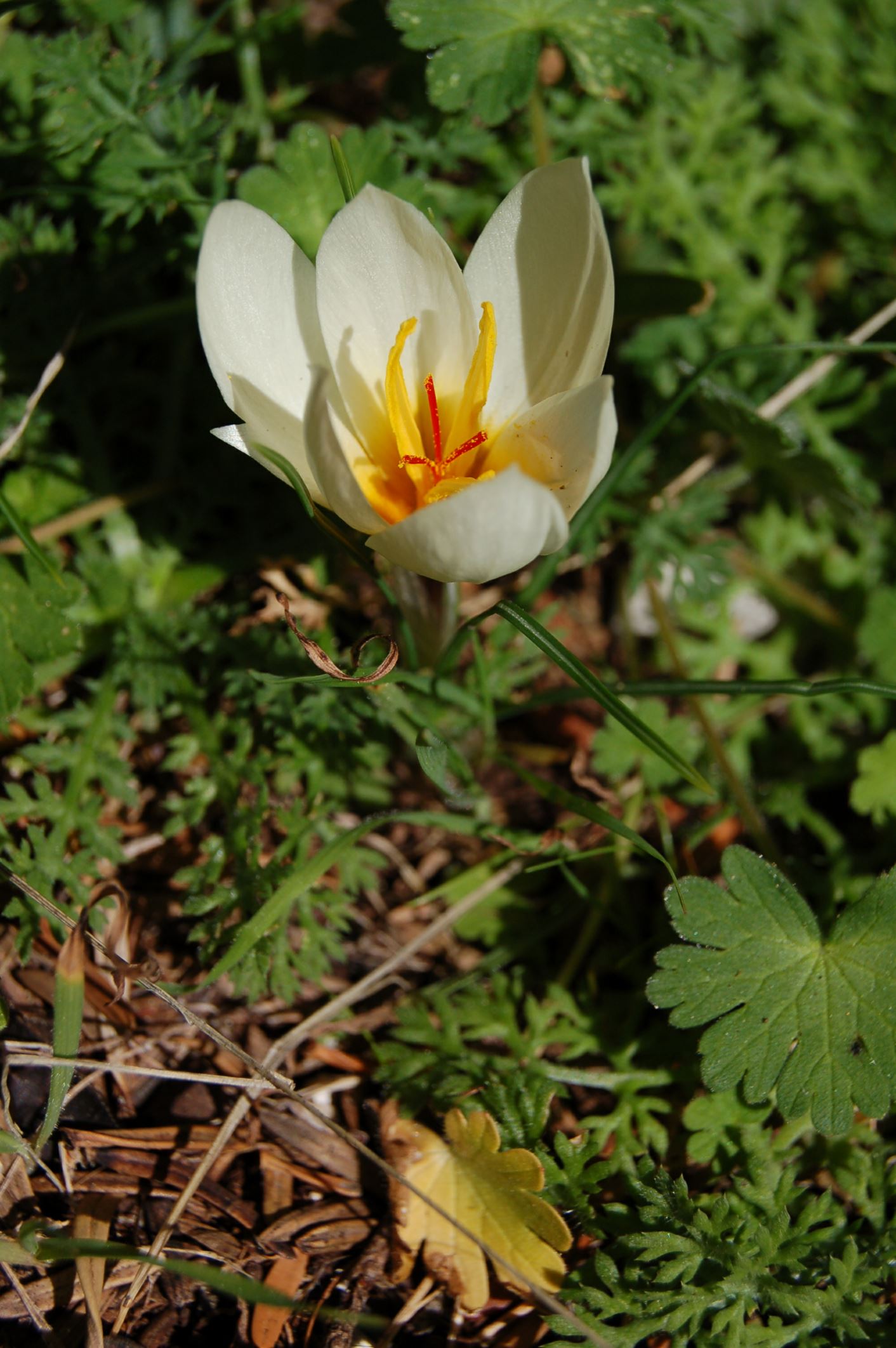Image of Crocus hadriaticus