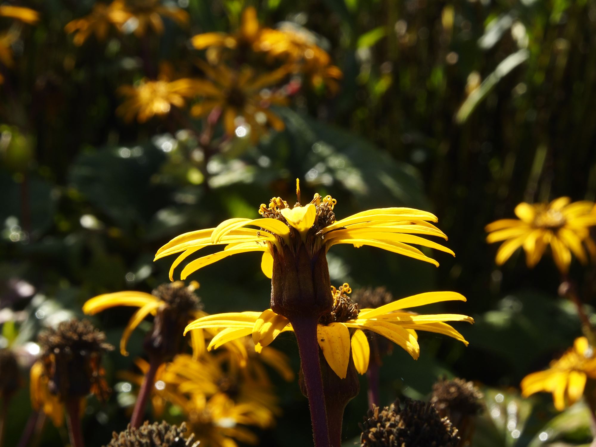 Image of Ligularia dentata 'Desdemona'