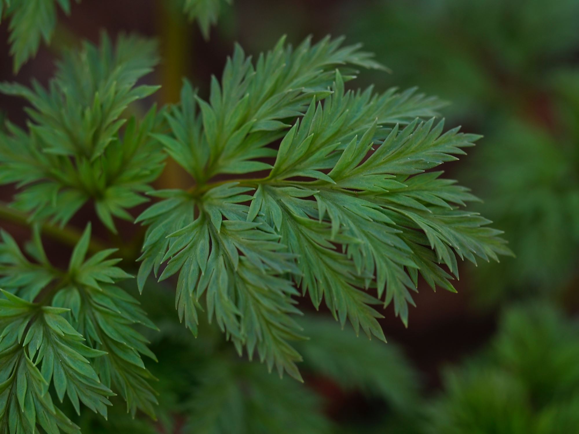 Image of Adonis amurensis