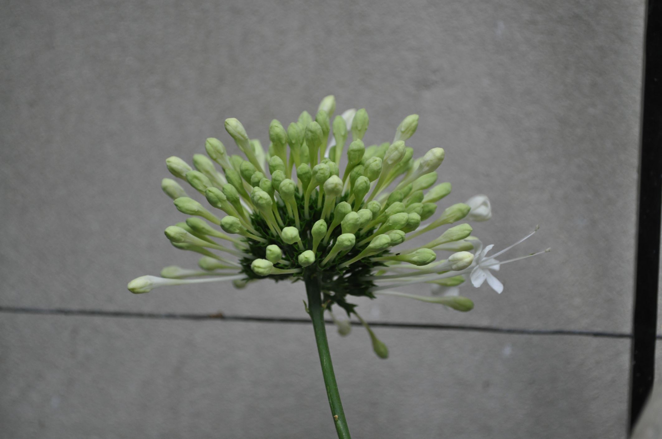 Image of Clerodendrum schweinfurthii