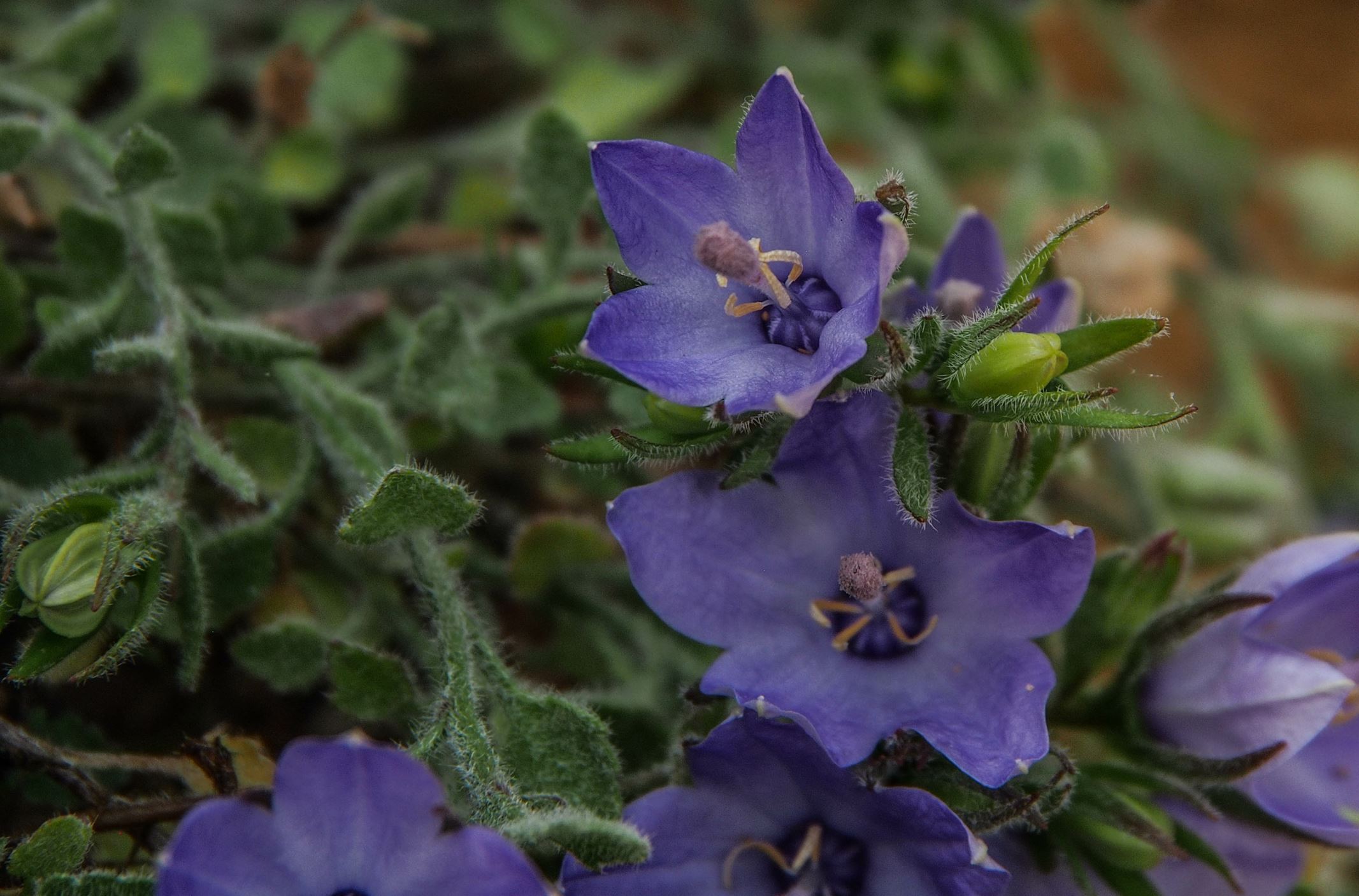 Image of Campanula fragilis