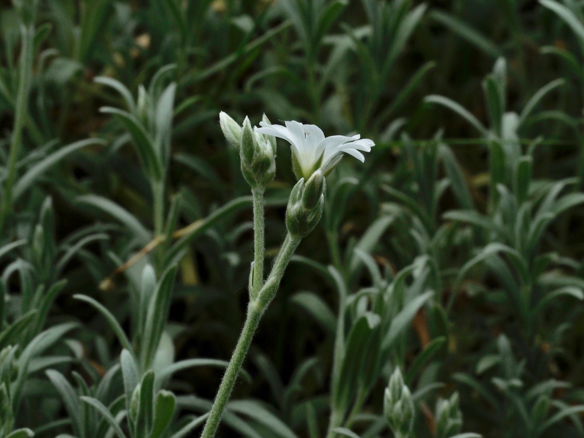 Image of Cerastium tomentosum