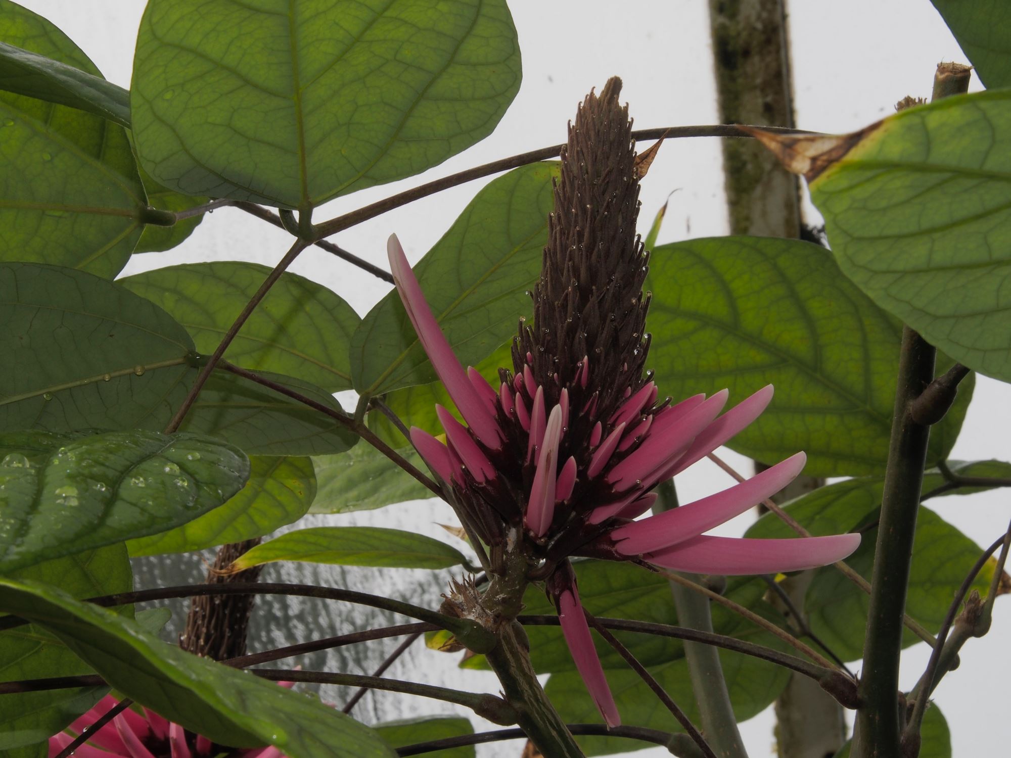 Image of Erythrina americana