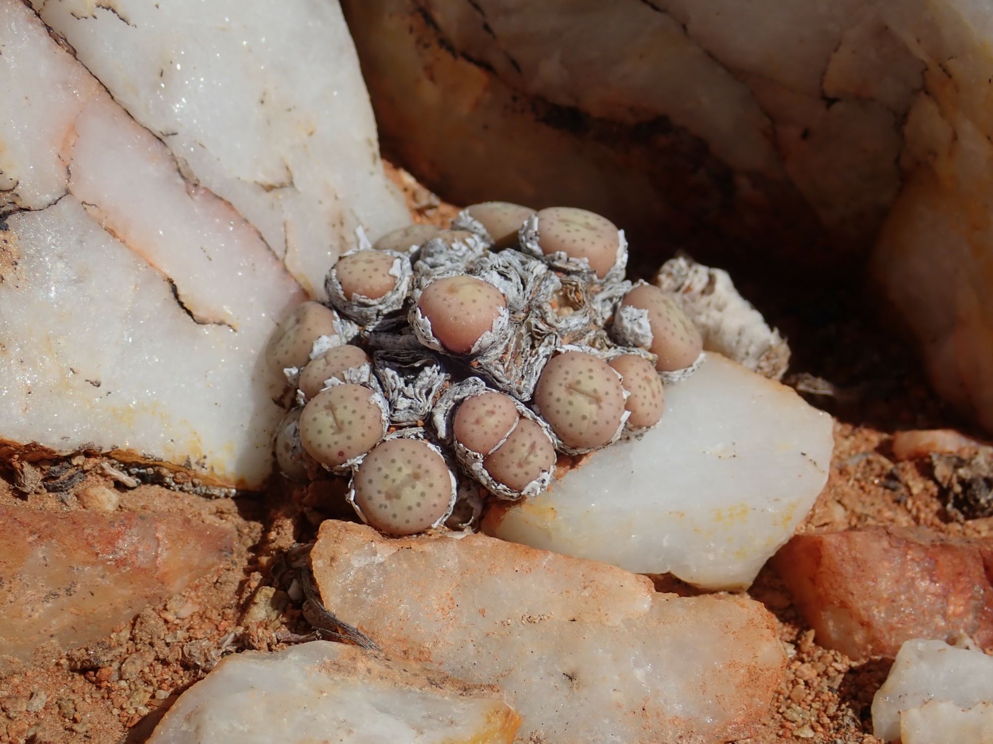 Image of Conophytum breve