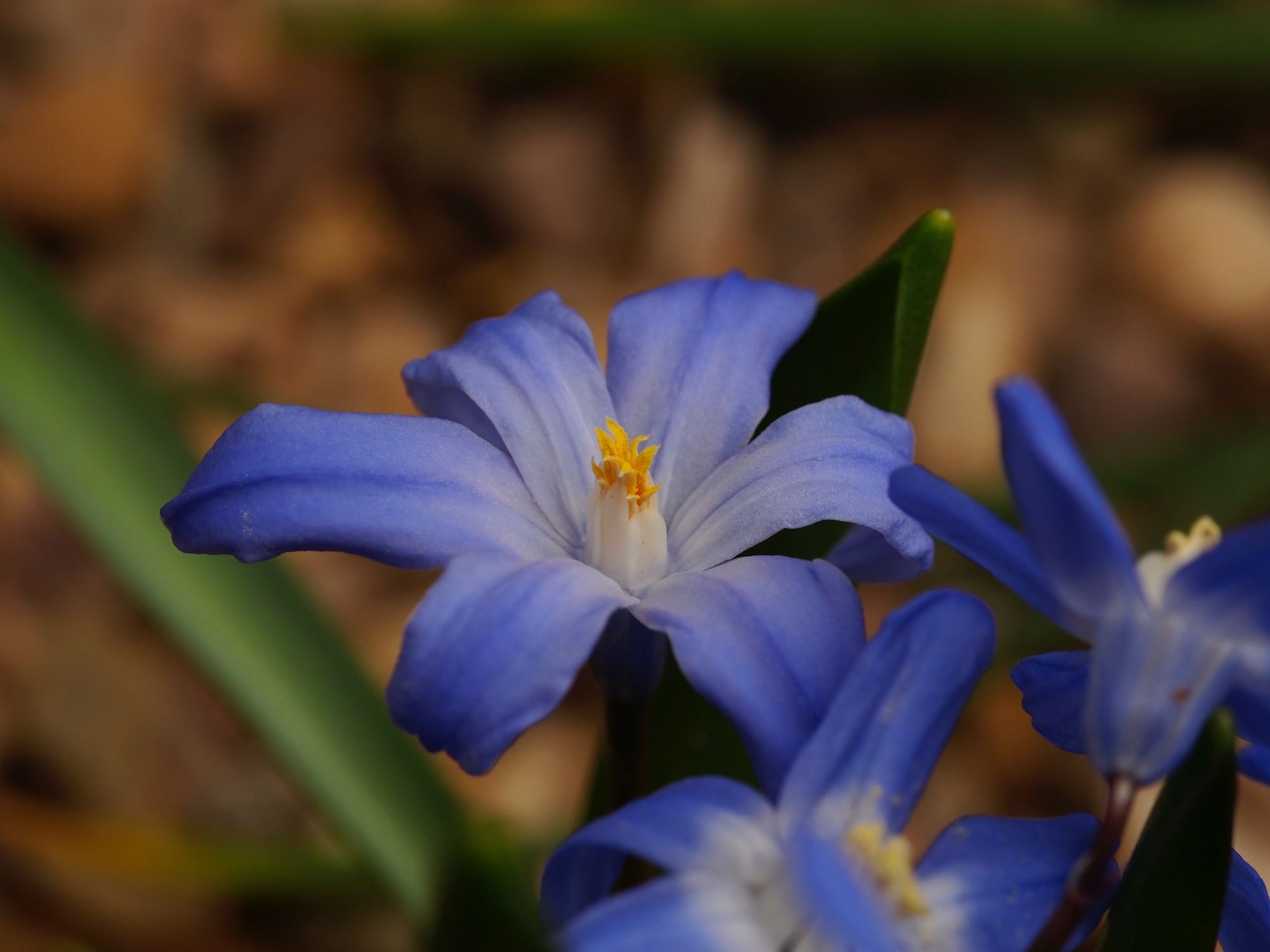 Image of Scilla forbesii 'Tmoli'