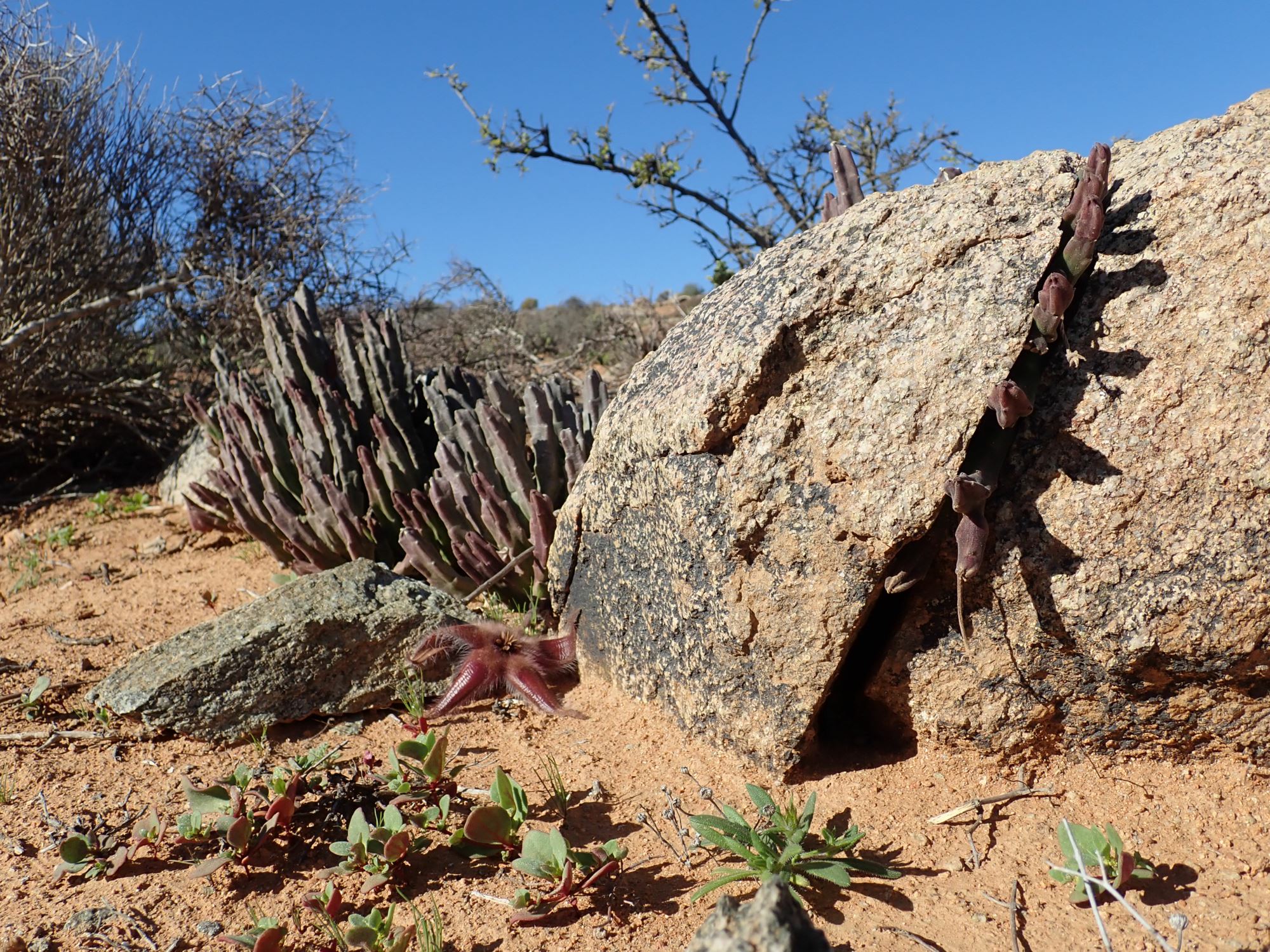 Image of Stapelia hirsuta var. gariepensis