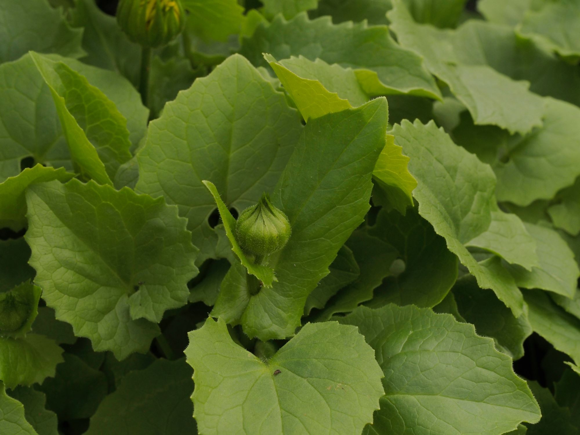 Image of Doronicum Ã— willdenowii