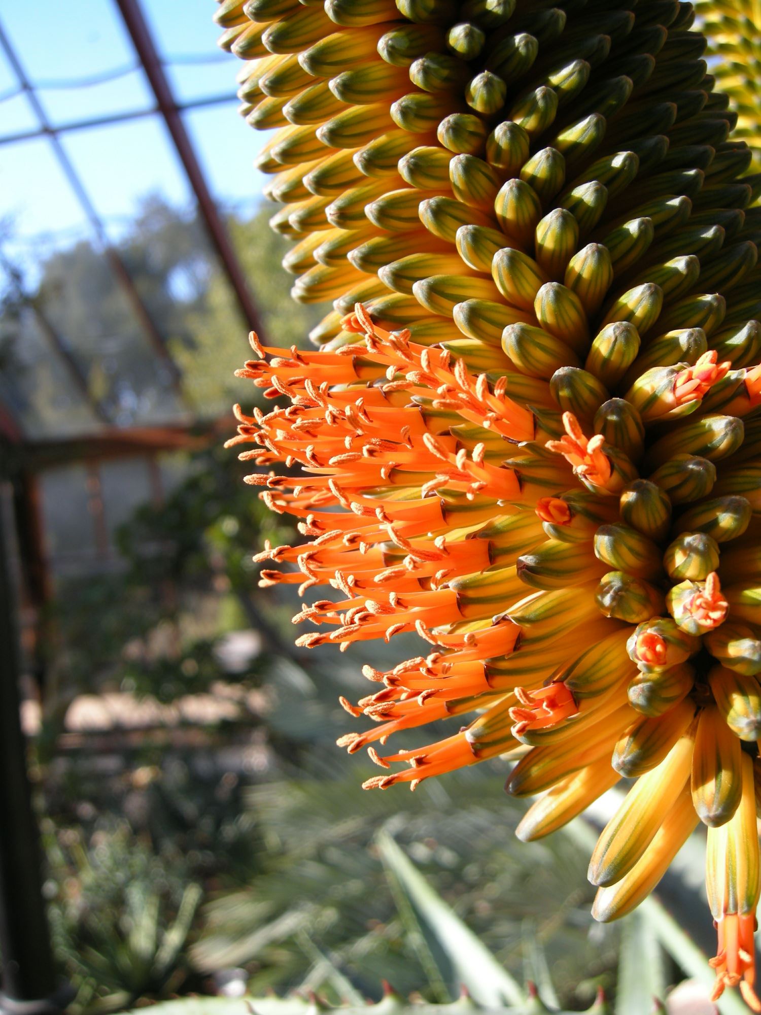 Image of Aloe ferox