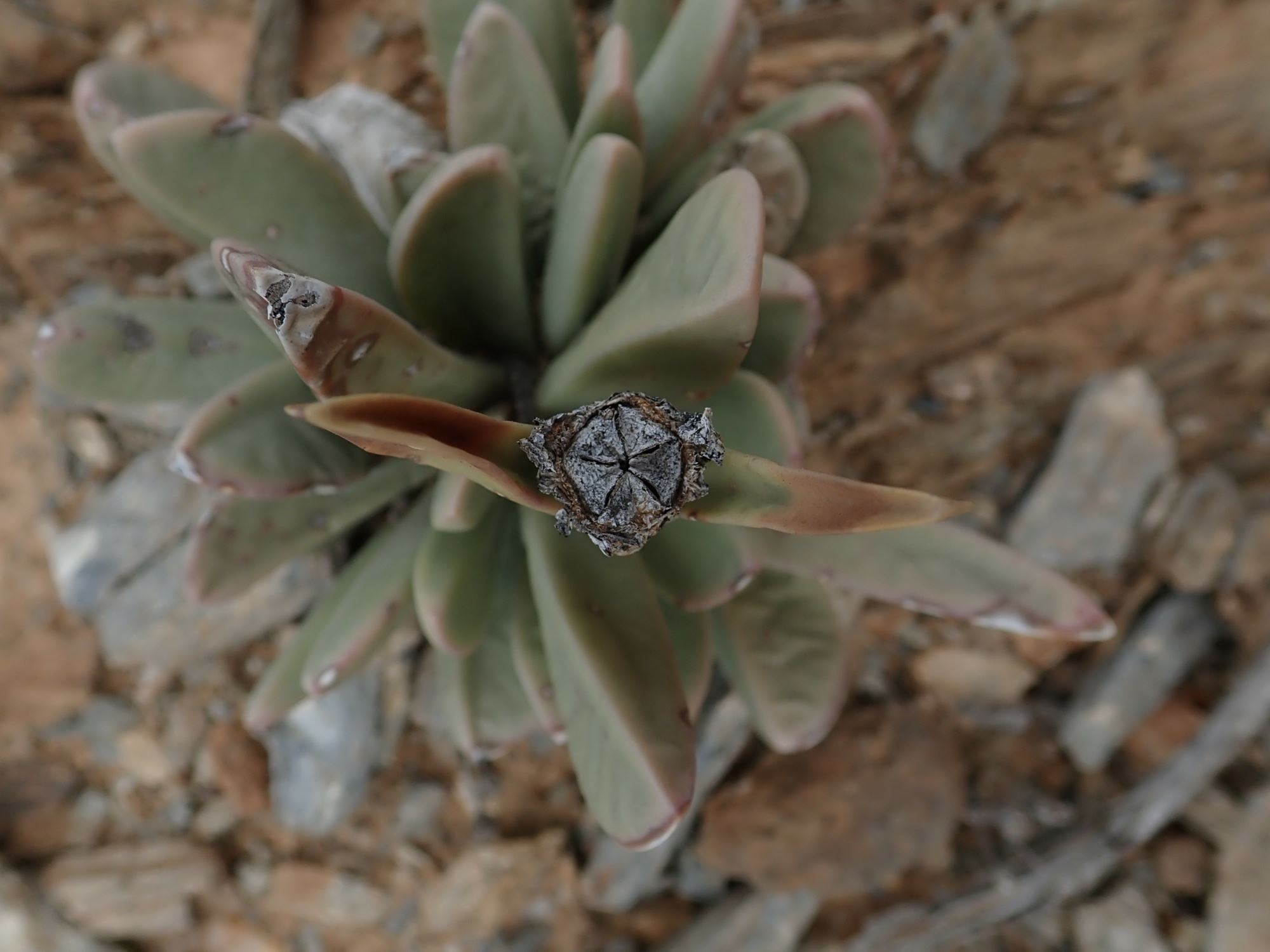 Image of Hartmanthus sp.