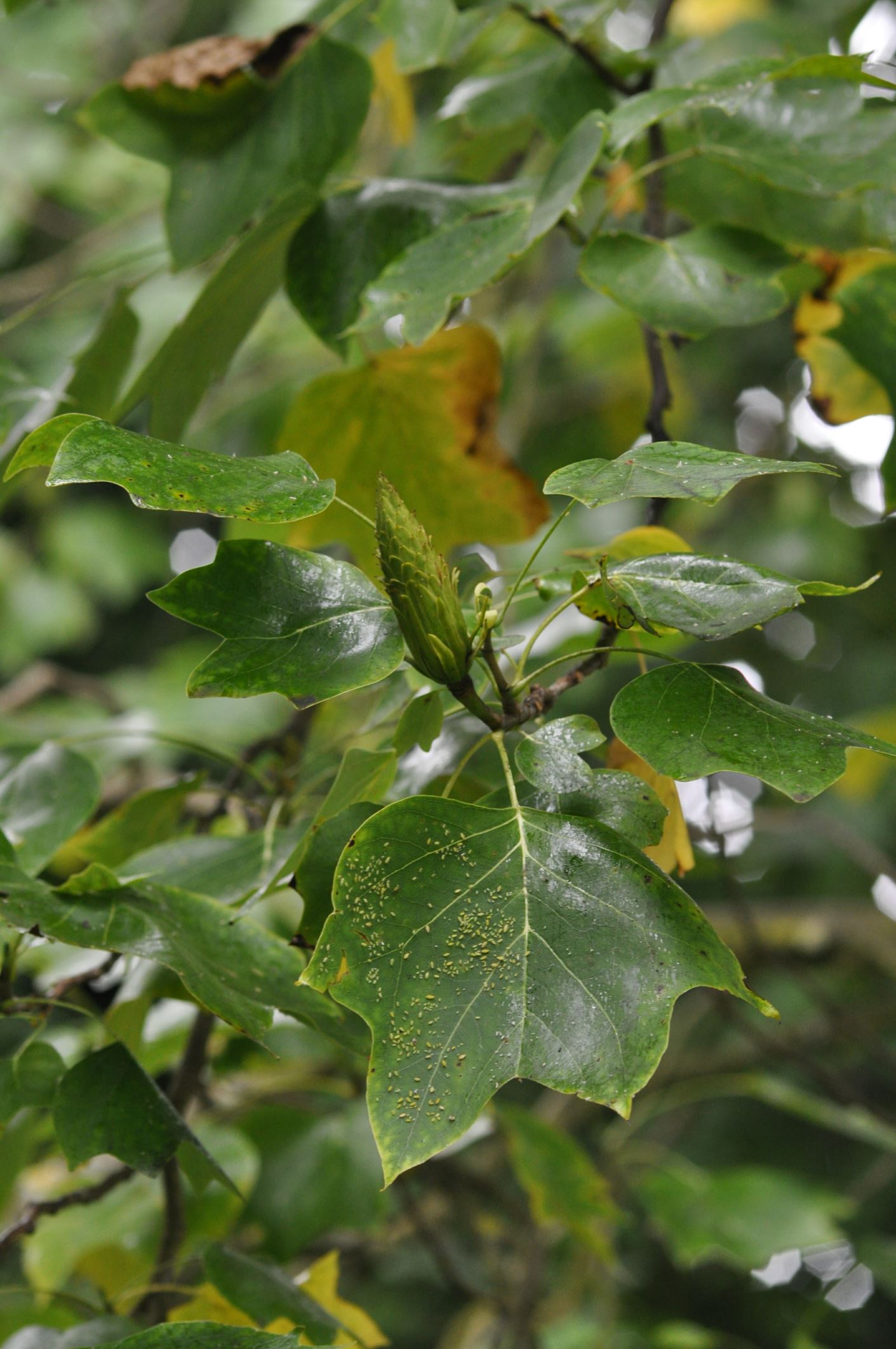 Image of Liriodendron tulipifera
