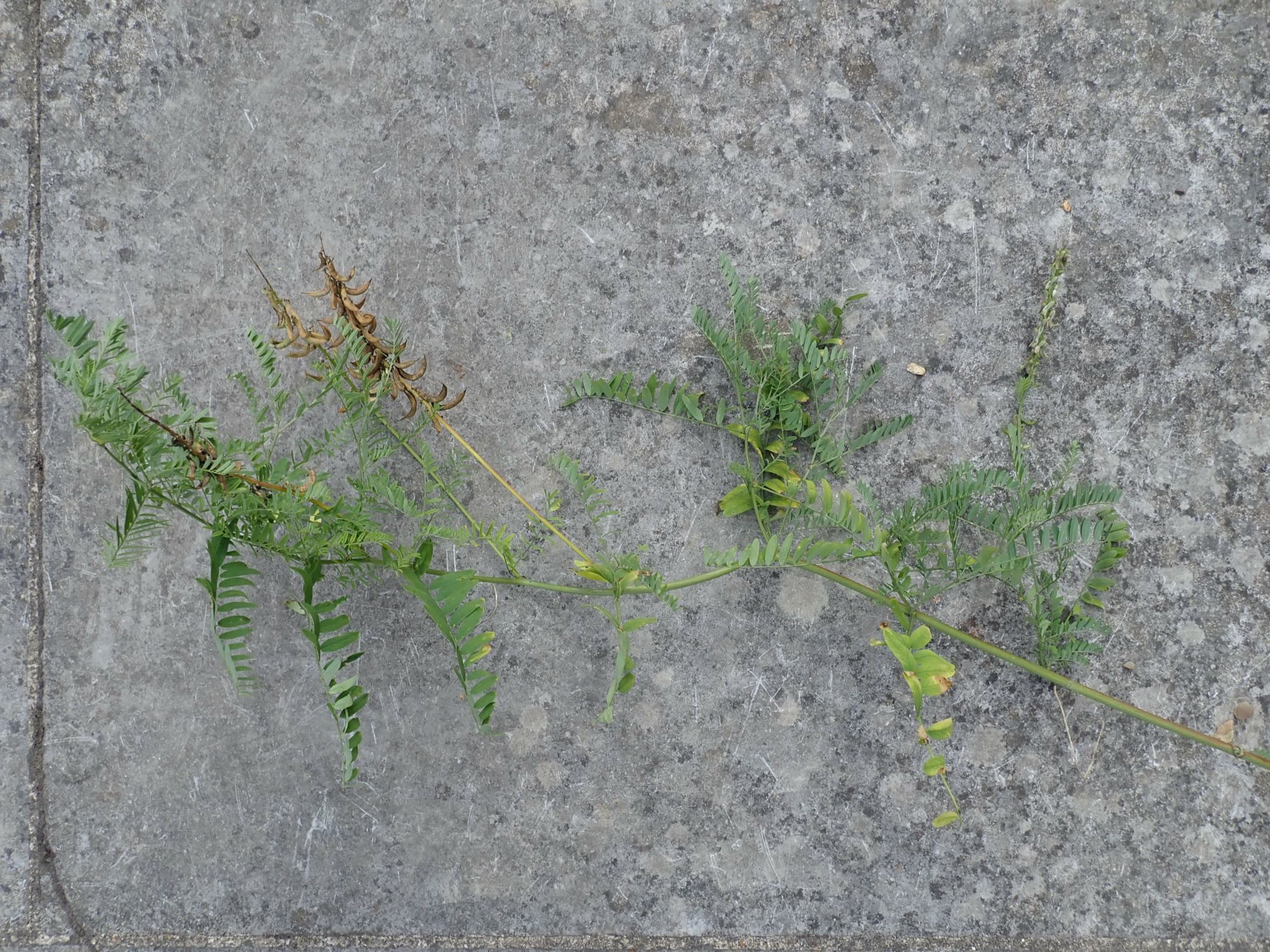 Image of Astragalus falcatus