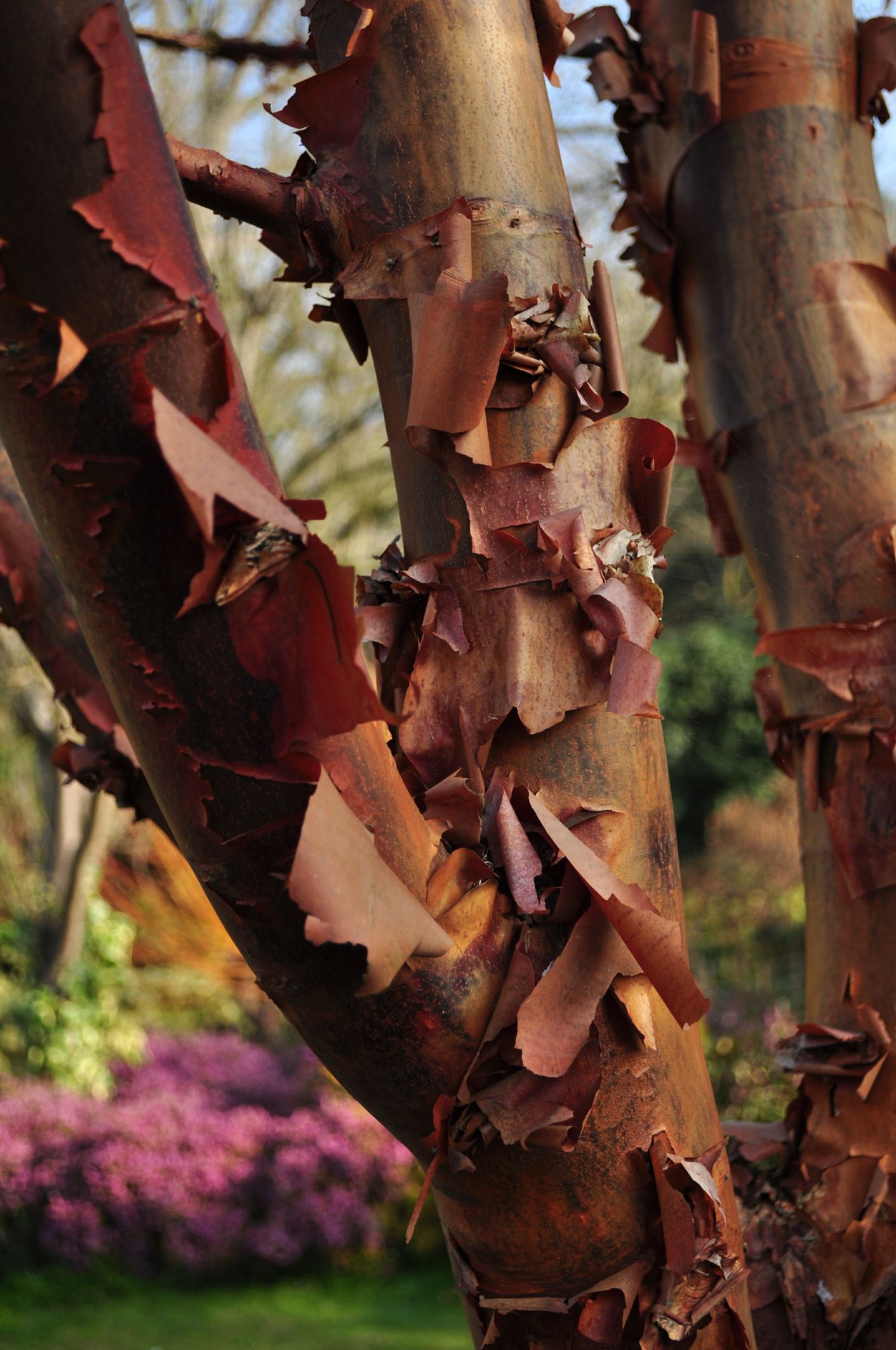 Image of Acer griseum
