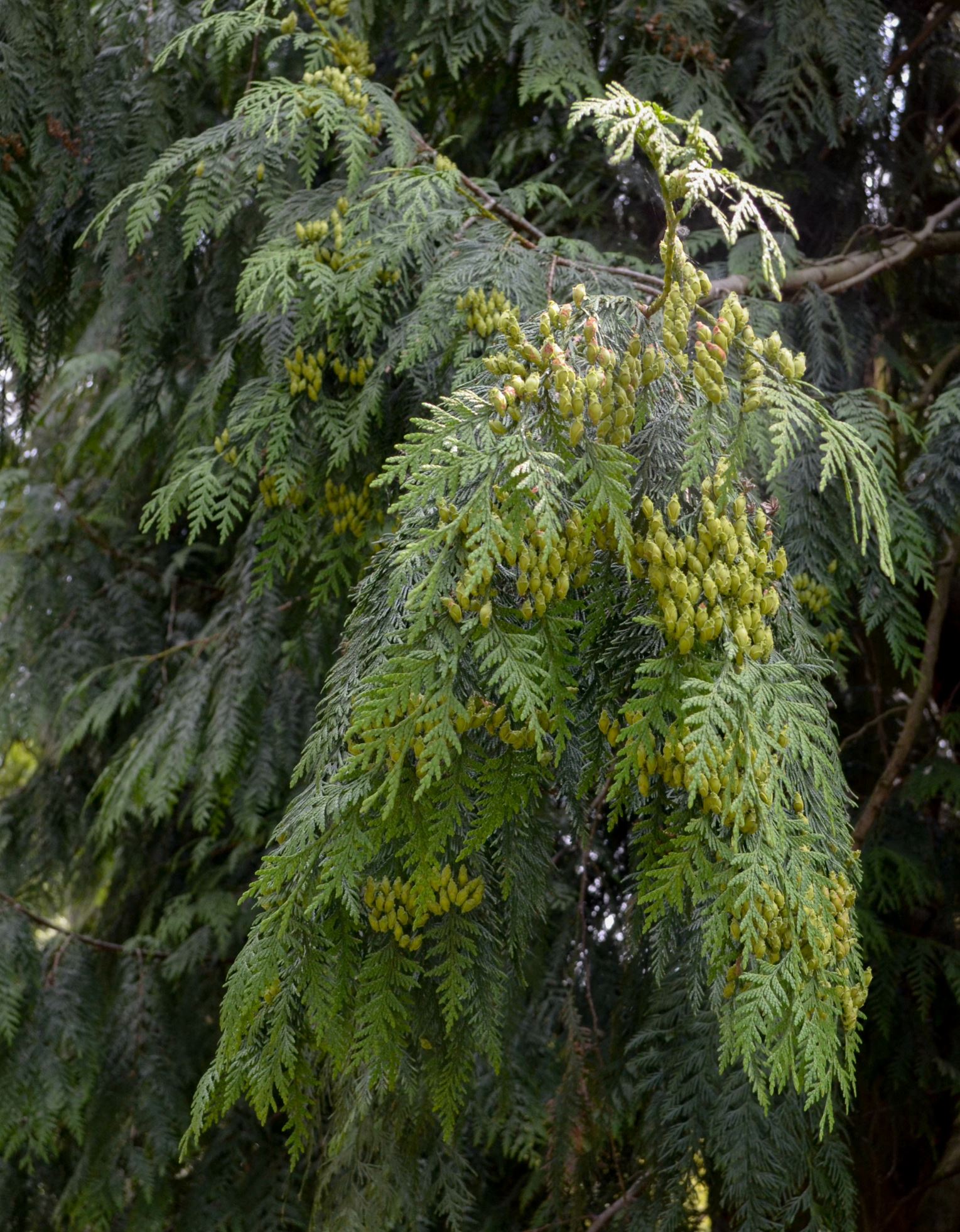Image of Thuja plicata