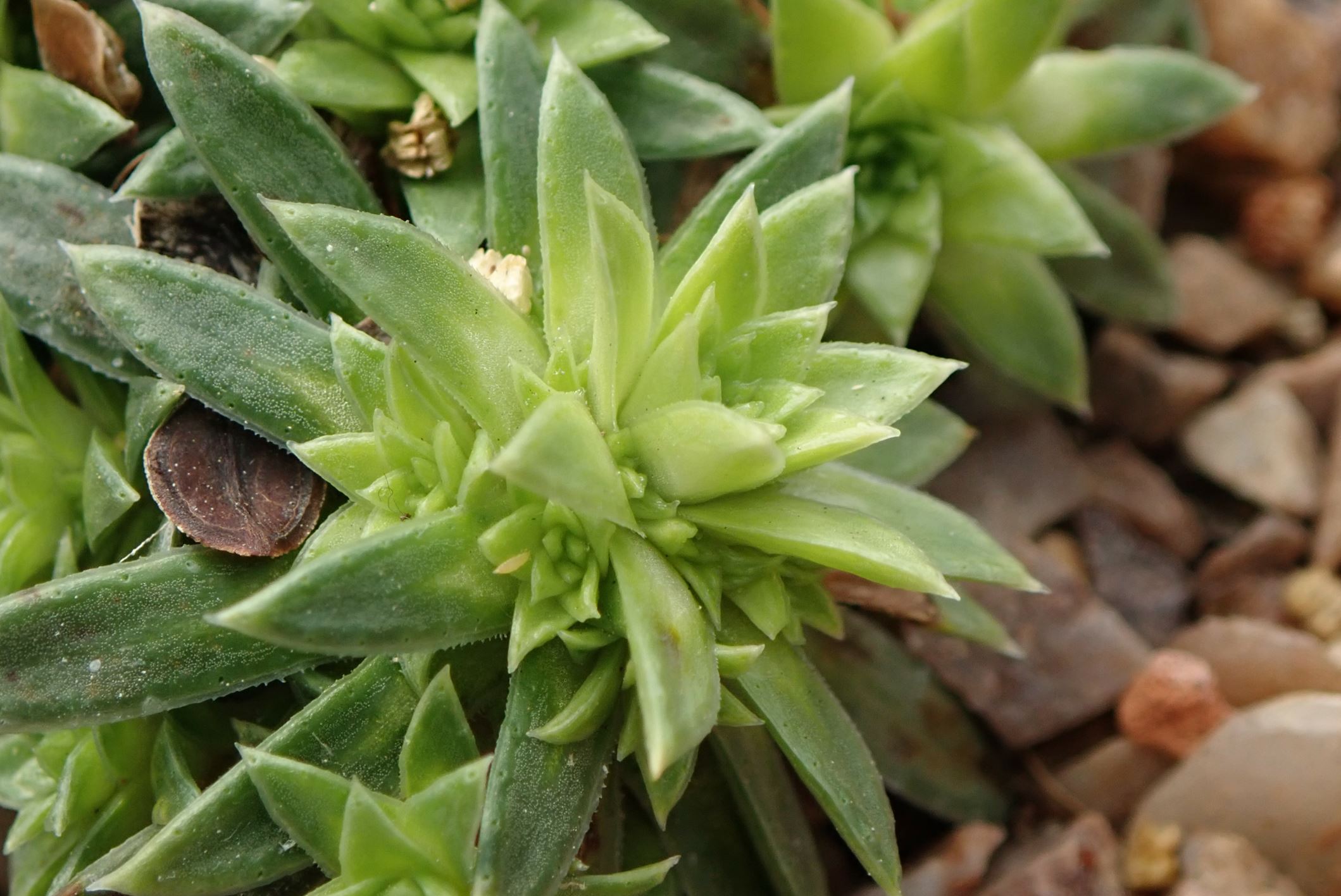 Image of Saxifraga scardica